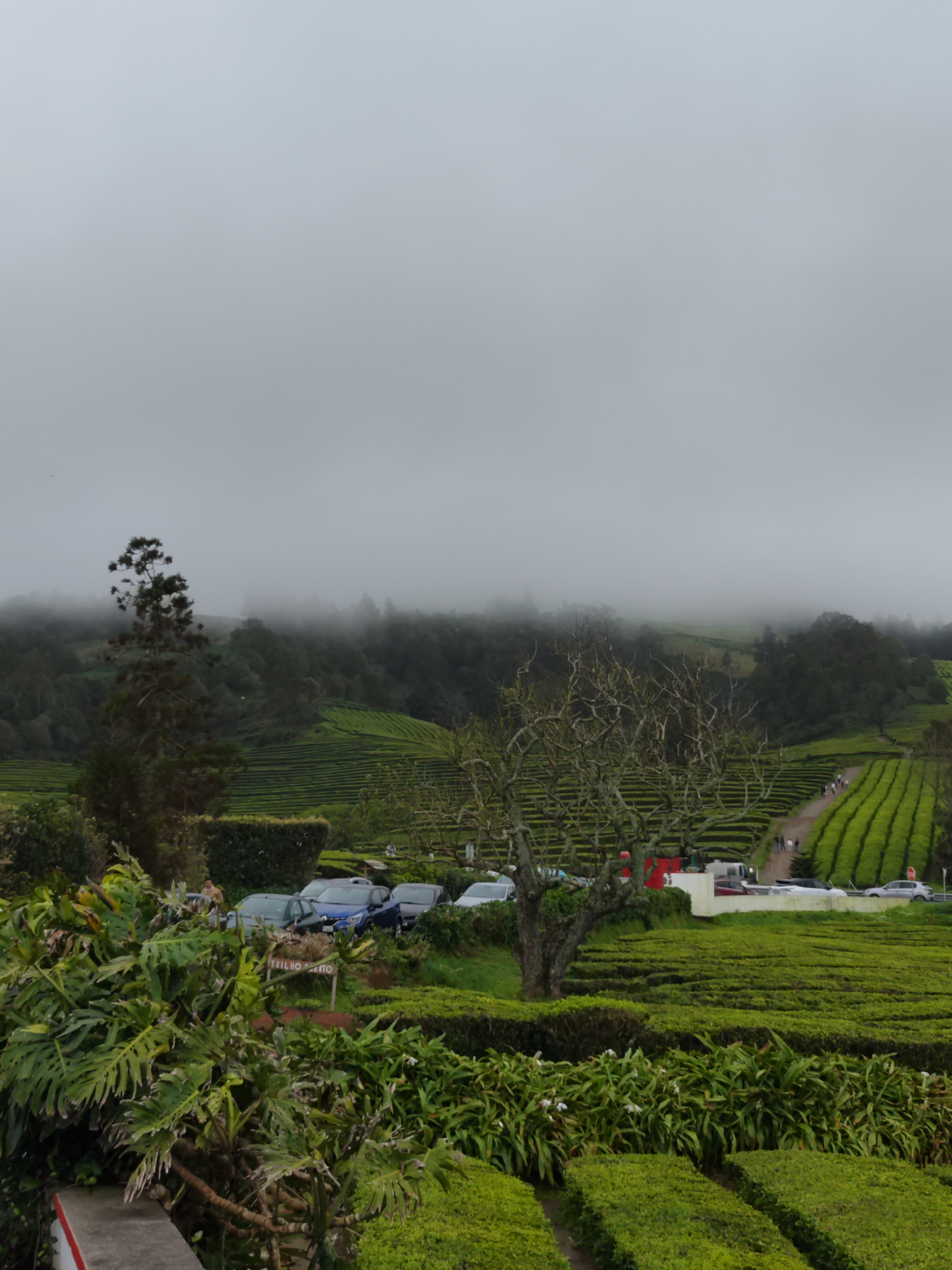 The image shows a landscape in Ribeira Grande, Portugal, on a foggy day. In the foreground are various green plants and bushes. A sign labeled "TRILHO PRET" is partially visible. Behind this is a parking area with several parked cars. In the background, the landscape consists of a tea plantation with rows of green tea plants and a path where some people are walking. The fog obscures the higher ground and the sky.
