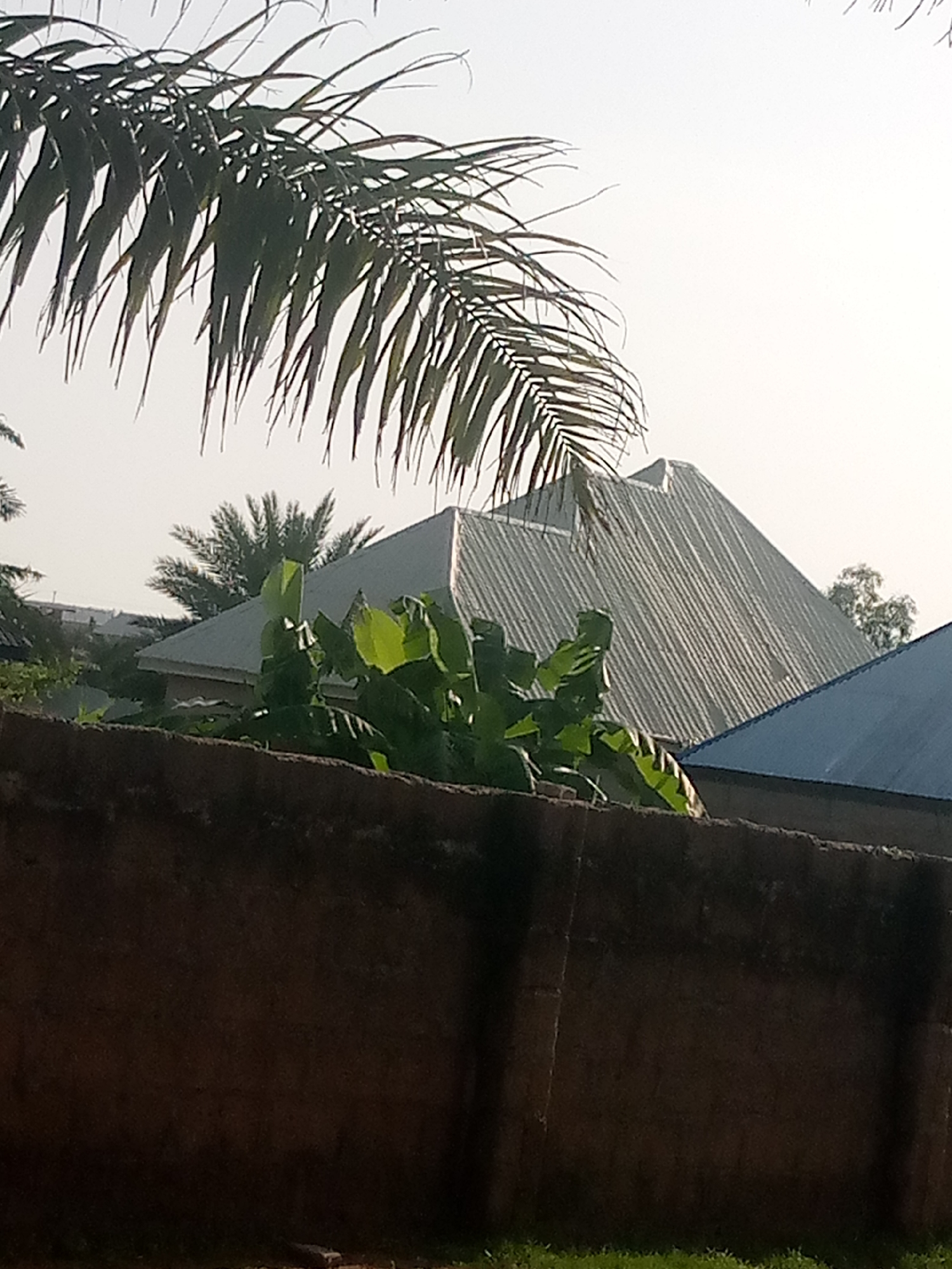 A scene in Jauro Yinu, Nigeria, is depicted, showing a foreground of a dark, textured wall. Behind the wall, lush green foliage, including large leaves and a palm frond, is visible. Further back, two corrugated metal roofs of buildings are prominent; one is a light grey, angular roof, and the other is a blue roof. The sky is overcast and light, suggesting it is daytime. The image has a slightly grainy quality.