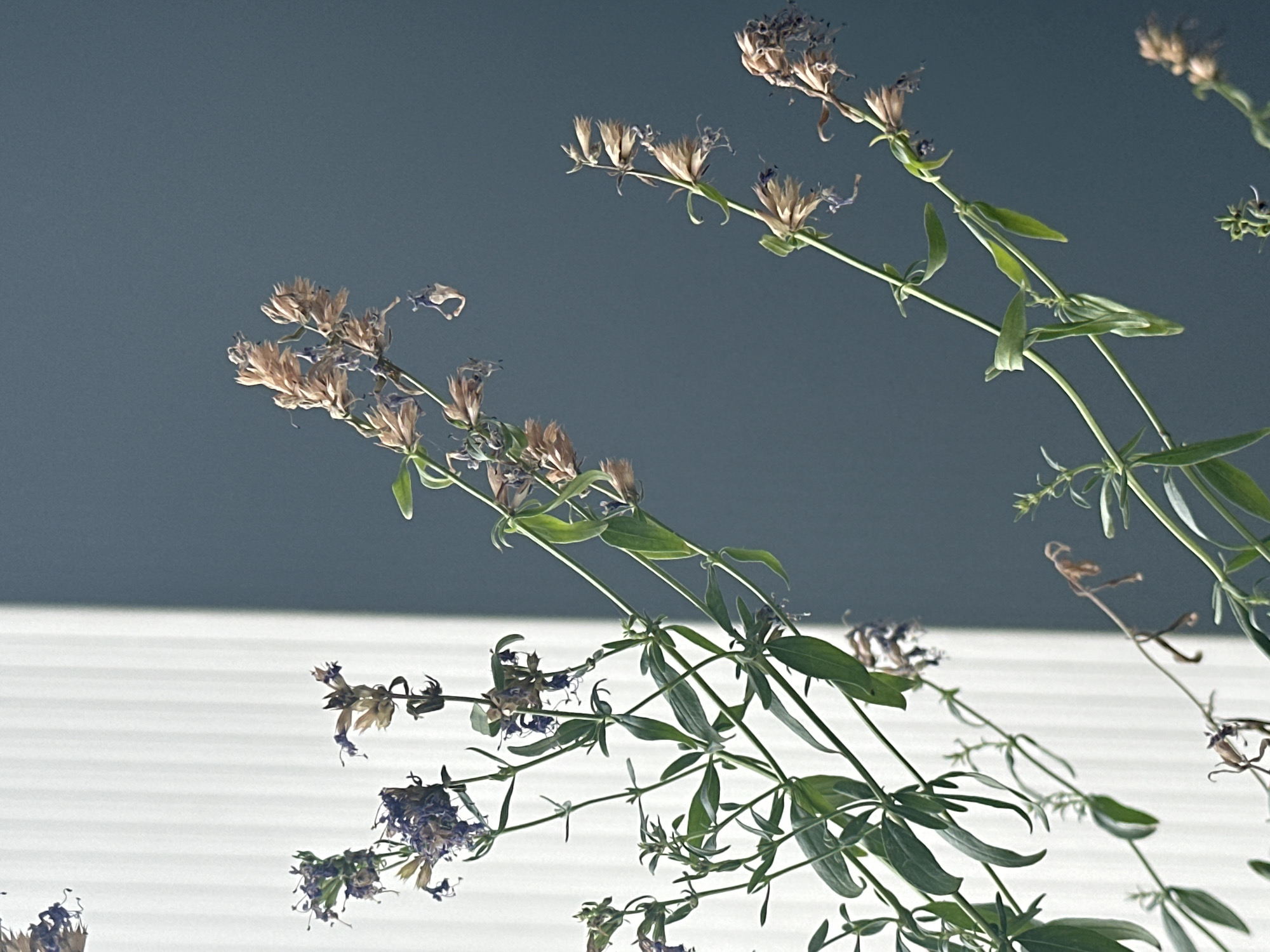 The image shows a close-up view of wilting plants with green leaves and dried brown and purple flowers against a backdrop of a vertically striped white surface and a dark blue wall. The lighting suggests a window with vertical blinds casting a shadow. The composition is focused on the botanical elements, with some of the plants extending into the foreground and middle ground. There are no people or animals visible, nor any indications of a specific location within the city of Nevinnomyssk, Russia.