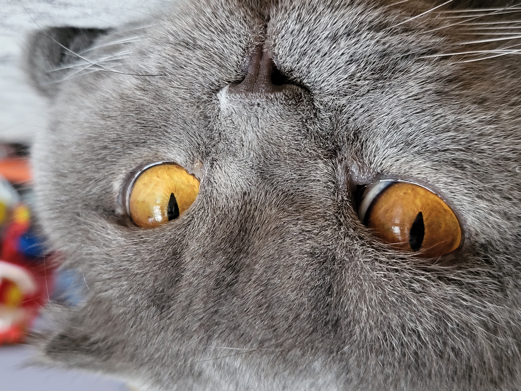 A close-up, head-on, eye-level shot focuses on the face of a grey Scottish Fold cat. The cat's fur is short and dense, with individual hairs clearly visible, creating a soft, textured appearance. The cat's large, round eyes are a striking amber color with vertical black pupils, reflecting light and giving them a luminous quality. The left eye is slightly more visible than the right. The cat's nose is small and dark, with a visible moist texture. Long, white whiskers extend outwards from both sides of the muzzle. The background is blurred and out of focus, with indistinct shapes and colors suggesting a domestic environment. No specific location or action can be determined.