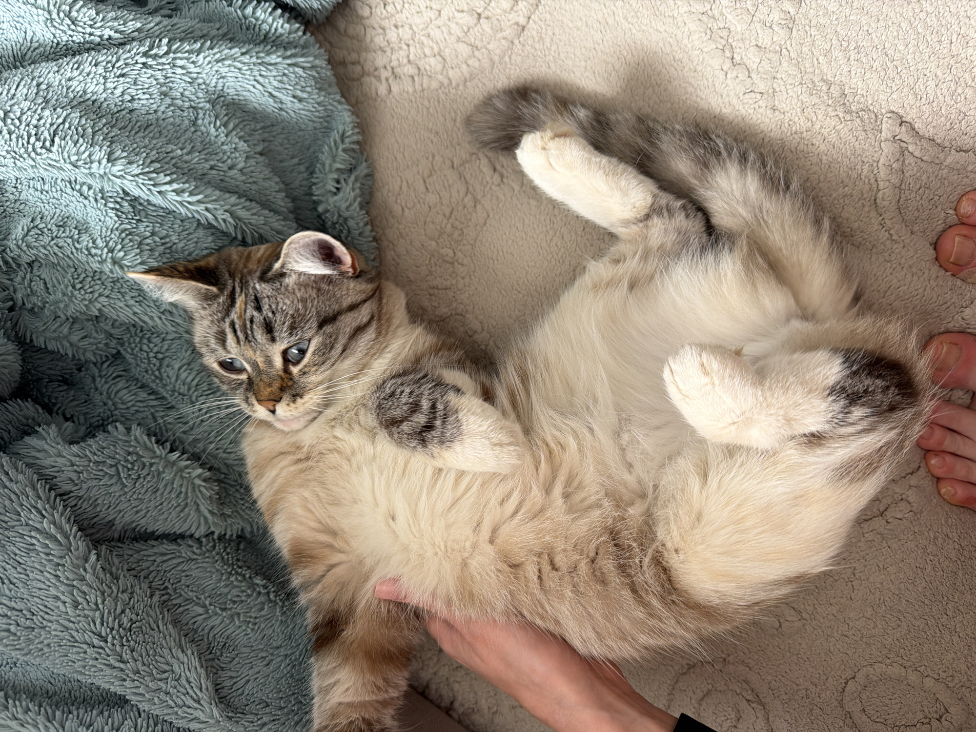 This image depicts an indoor scene in Chaikovsky, Russia. A domestic cat, displaying cream, tan, and white fur with grey-brown tabby markings on its face, paws, and tail, is positioned on its dorsal side. Its blue eyes are directed towards the viewer. A human left hand is partially visible on the left side of the frame, in contact with the cat's midsection, suggesting a petting action. The cat and the lower portion of the frame rest on a light beige, textured, plush blanket or rug. Partial views of two human feet, specifically the toes, are visible at the bottom edge of the frame. The upper left portion of the scene reveals a crumpled, textured blanket of a muted green or teal color.