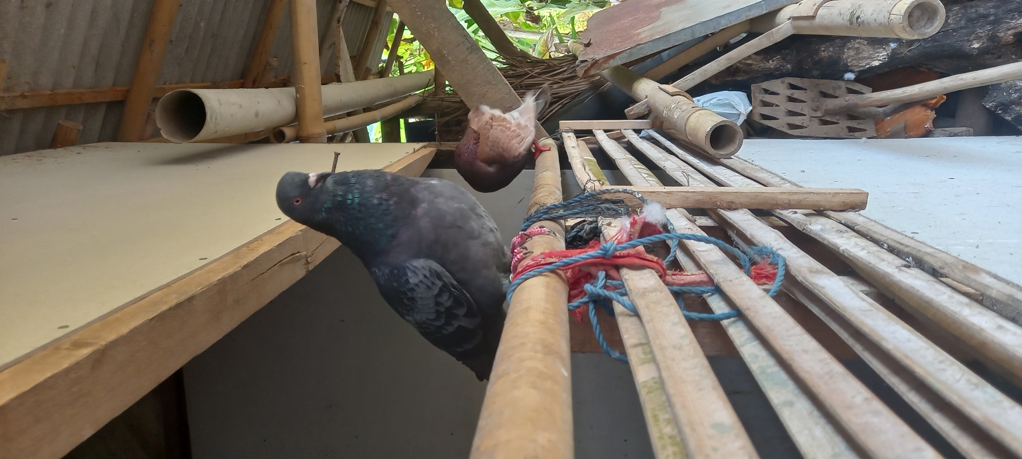 The image shows two pigeons perched on a wooden railing. The pigeon in the foreground is dark gray with iridescent green and purple feathers on its neck, and it is looking to the left with its beak slightly open. Its feet are pink and have red and blue strings tied around them. The second pigeon, partially visible behind the first, is light brown and is facing away from the camera, with its head tucked down. The railing is made of bamboo and is supported by thin wooden planks. In the background, there is a corrugated metal roof, a white cylindrical pipe, and other wooden structures. There are also some tools leaning against a wall, including what appears to be a rake. The setting appears to be an outdoor shelter or an open-air structure, possibly in a rural area. The lighting suggests it is daytime. The image was taken in Sidamulya, Indonesia.