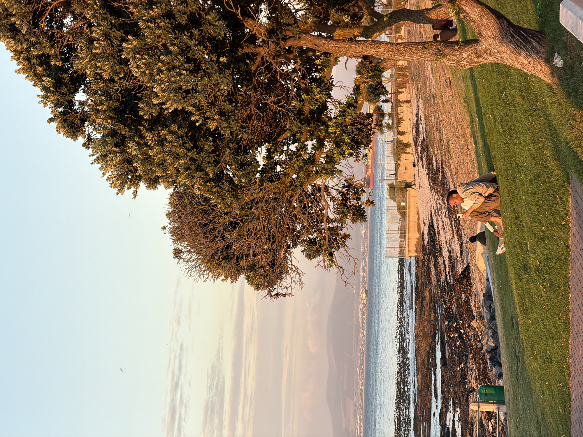The image shows a coastal scene, possibly in Cape Town, South Africa. A large tree dominates the upper left, casting shadows. A man is crouched near a low wall separating a grassy area from a rocky shoreline. He is wearing light colored clothing and appears to be looking at something. The ocean stretches into the distance, with what appears to be a distant mountain range obscured by haze. A walkway borders the grass. A green trash can is visible near the wall.
