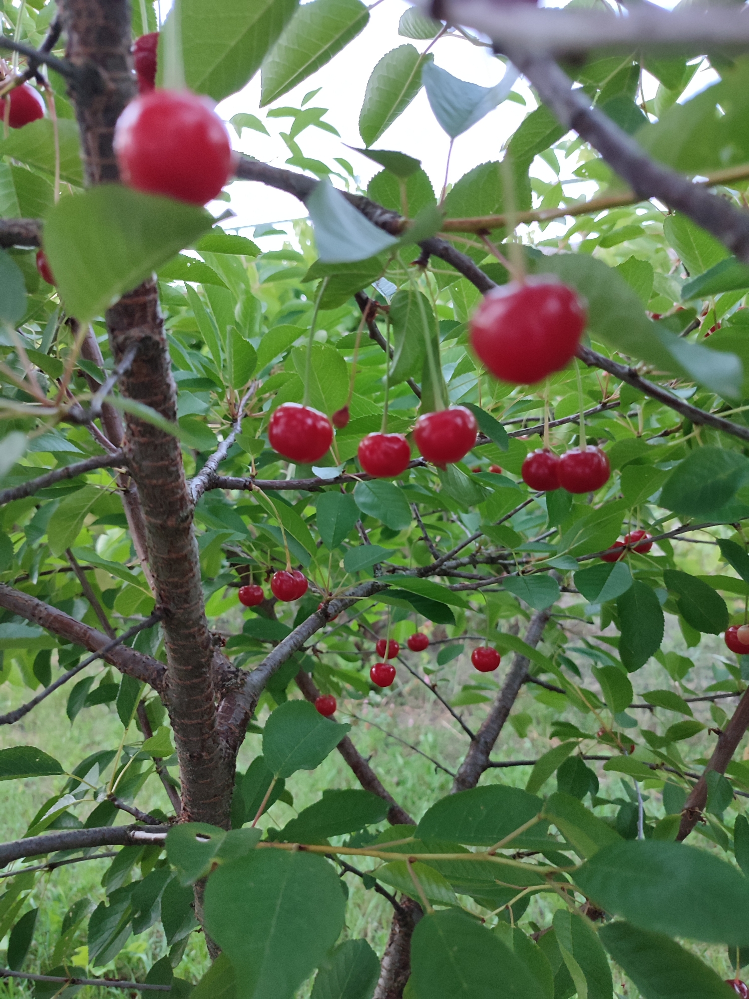 This is a close-up, eye-level outdoor photograph of a cherry tree with ripe cherries on its branches, taken in Shyshaky, Ukraine. The cherries are a vibrant red and are clustered together, some appearing to be in pairs. The branches are dark brown and rough, with green leaves surrounding the fruit. The background is softly blurred, showing more leaves and a hint of green grass. The lighting suggests it is daytime. There are no people or animals visible in the image.