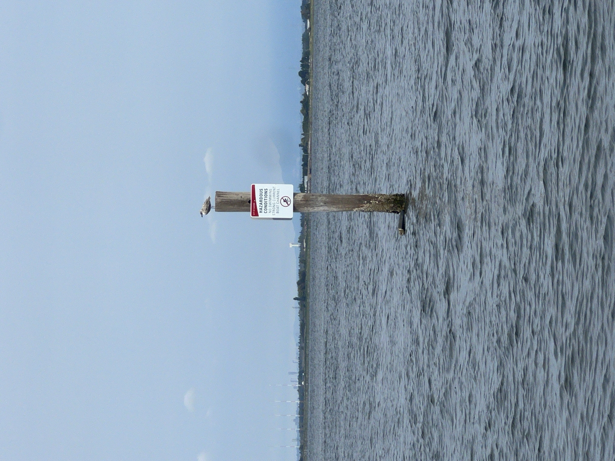 A wooden post stands in choppy, grey water, a seagull perched on its top. A white sign with red lettering is attached to the post, reading "HAZARDOUS CONDITIONS NO SWIMMING STRONG CURRENT BOAT CHANNEL" with a symbol of a person swimming crossed out. In the distance, a hazy shoreline is visible with trees, buildings, and tall industrial structures with white stripes. The sky is overcast and pale blue. This scene is located in the Boundary Bay area of Surrey, British Columbia, Canada.