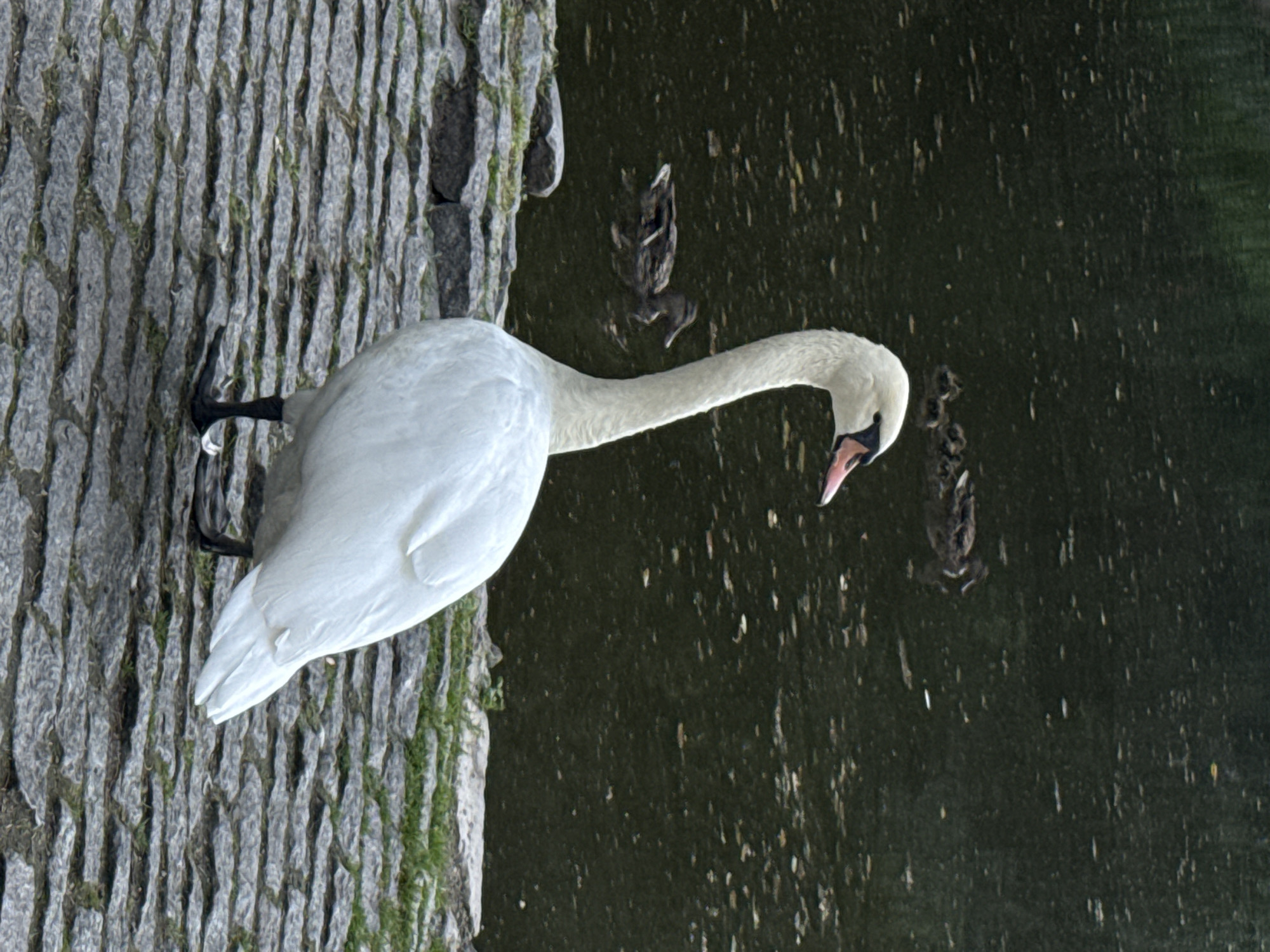 A swan stands on a stone pathway by the edge of a dark body of water. The swan is white with a long, curved neck and a pink-tipped beak. Several ducks are visible in the water behind the swan, some closer to the foreground and others further back. The pathway is made of irregular, grey stones, and there is a strip of green grass and larger rocks along the water's edge. The water's surface is dark and reflects some light.
