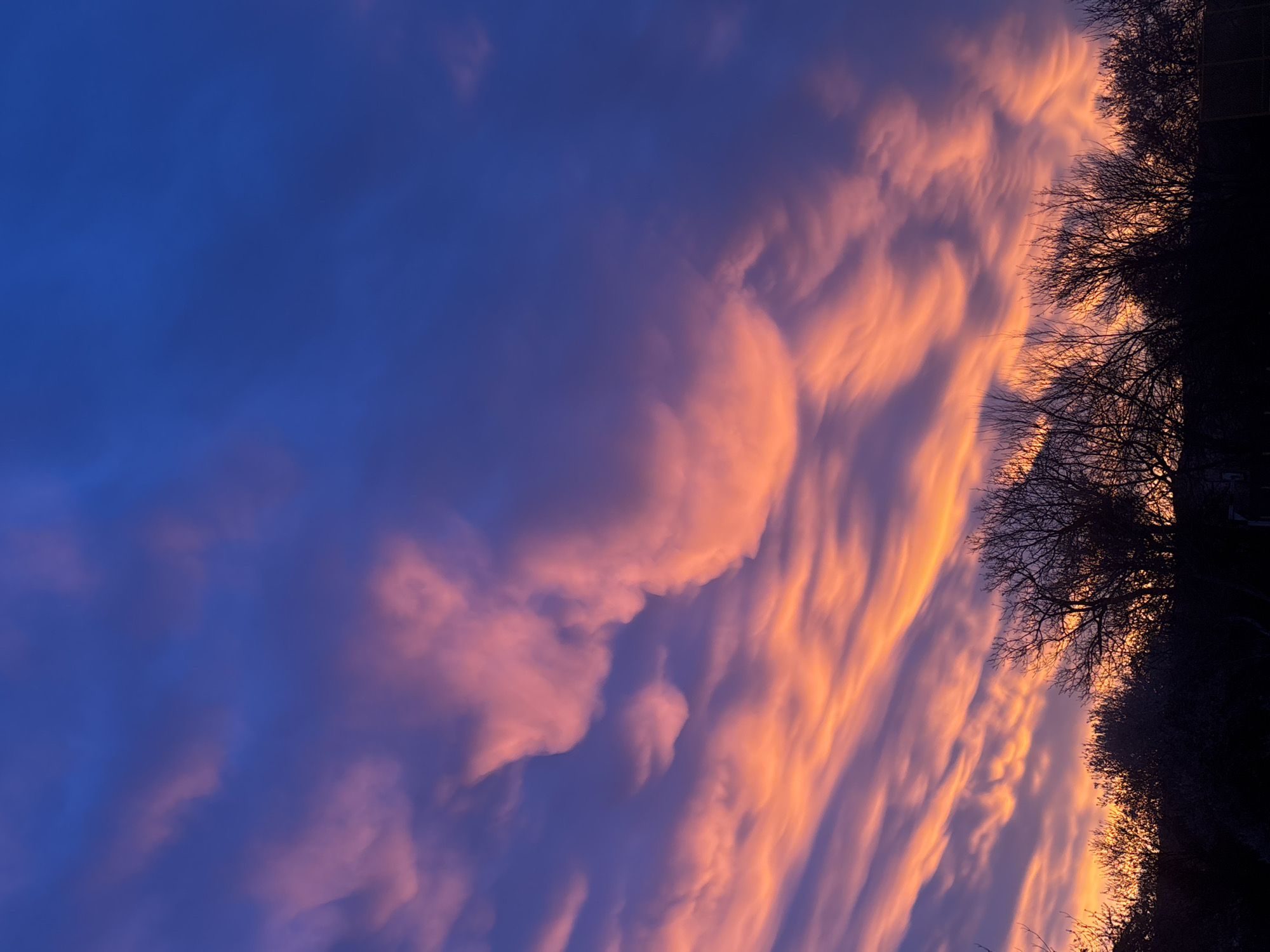 The image shows a dramatic sunset or sunrise sky over what appears to be a tree line. The sky transitions from a deep blue in the upper left to vibrant orange and pink hues near the horizon or towards the right side of the frame. There are distinct cloud formations, with some areas having more puffy, rounded clouds while others display long, streak-like clouds that are illuminated by the sunlight. The silhouettes of bare trees and bushes form a dark line along the right edge, adding a stark contrast to the colorful sky. The angle of the photograph is taken from a low perspective, looking upwards towards the sky. The exact location within the city of Unknown, Unknown is not discernible.