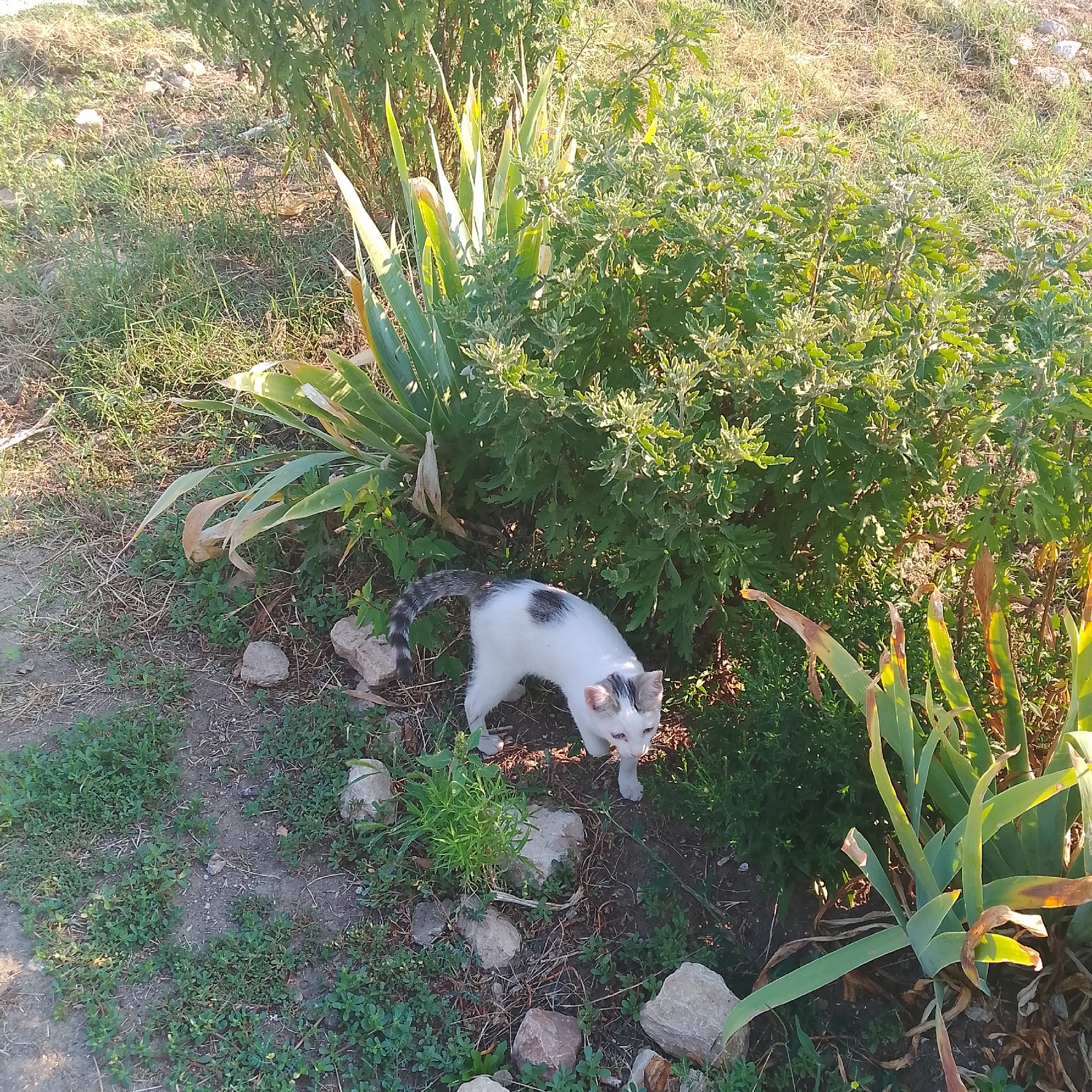 A white and black cat is walking on the ground in front of green bushes and tall, green, strappy plants. The ground is covered with dry grass, small green plants, and scattered rocks. The scene appears to be outdoors in a natural setting, possibly a garden or park. The lighting suggests it is daytime, with sunlight casting shadows. The cat is the main subject, with its body angled towards the right of the frame, and its tail curved upwards. The environment is a mix of vegetation and rough ground.