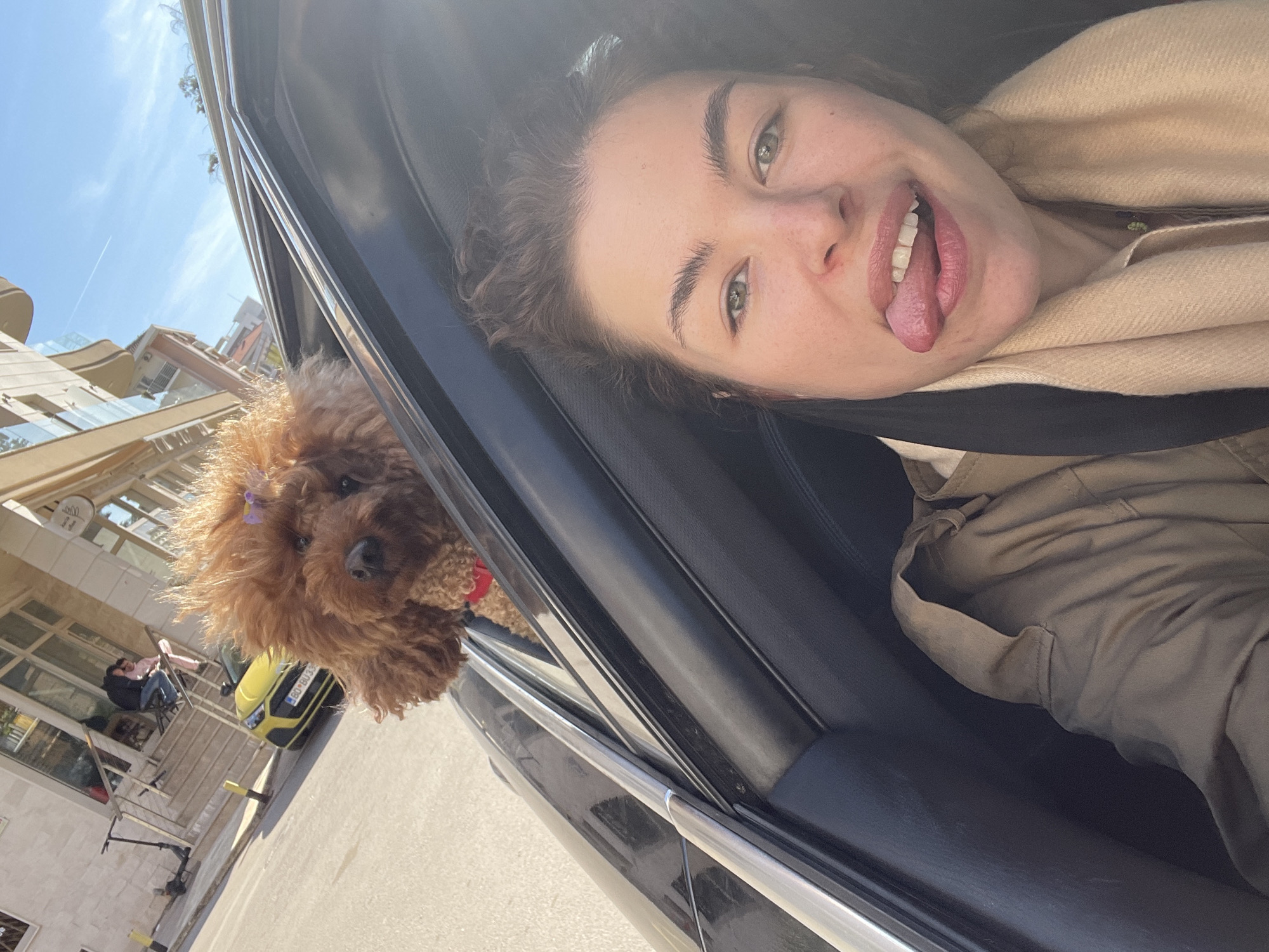 The image is a selfie-style photograph taken from inside a dark-colored vehicle, capturing a female individual and a brown poodle, set against an urban street background in Budva, Montenegro. The scene is illuminated by bright daylight under a predominantly clear blue sky.
The female subject occupies the lower right portion of the frame, positioned in the vehicle's interior. She faces the camera directly, her tongue extended to the side in a playful manner. She has brown, slightly curly hair, green eyes, and is dressed in a tan-colored jacket and a light beige scarf. A dark seatbelt is visible across her chest.
A medium-brown poodle, characterized by dense, curly fur, a small purple bow in its hair, and a red collar, is positioned in the upper left of the frame. Its head is extended through the vehicle's partially open window, looking forward and slightly left.
The background, viewed through the vehicle's window, depicts a street scene in Budva. Multi-story buildings with light-toned facades and numerous windows line the street. One building features an external staircase leading to an elevated entrance, where two indistinct individuals are visible. On the street, a yellow compact car with a Montenegrin license plate reading "BD BU333" (the "BD" prefix confirming Budva) is present. An electric kick scooter is parked on the sidewalk near the building's entrance. The upper sky exhibits minimal scattered white clouds and a faint contrail.