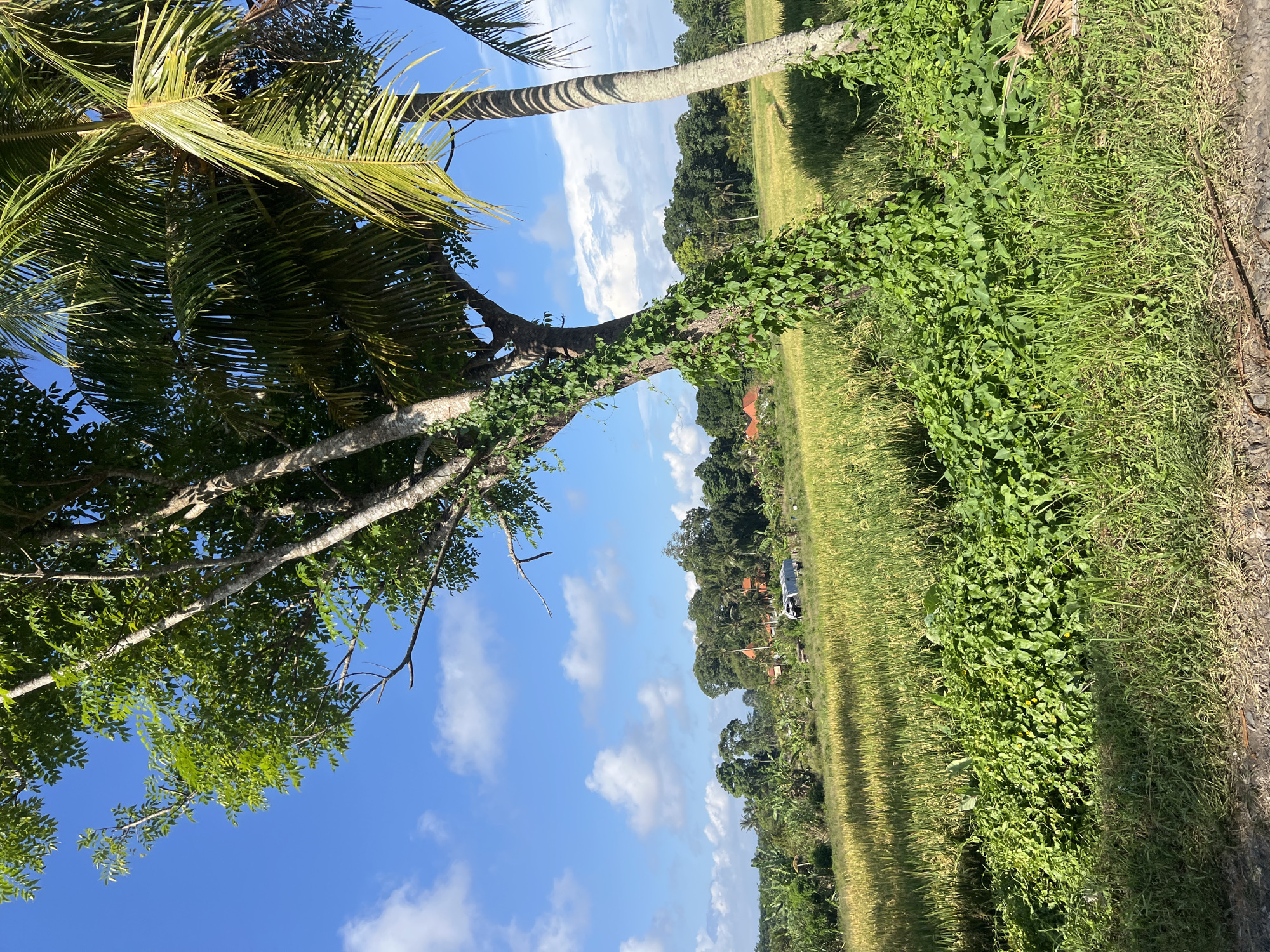 The image depicts a rural landscape in Sukawati, Indonesia. The scene includes rice paddies, a dirt road or path, and trees. A palm tree with green fronds is visible on the left side of the frame, while a tree trunk covered in vines and leaves arches over the path. In the distance, there are houses and a white vehicle. The sky is blue with scattered white clouds.