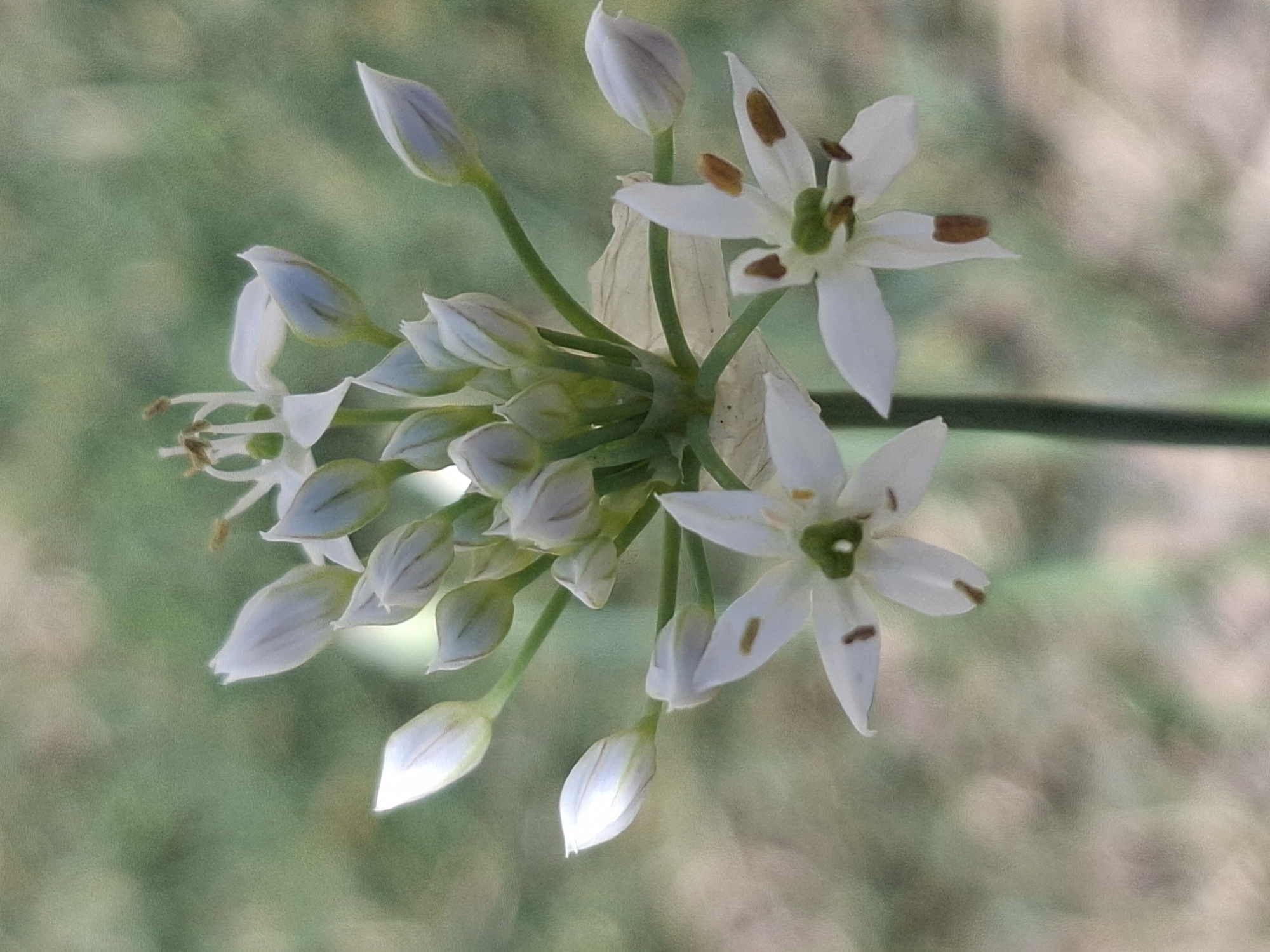 This image shows a close-up, vertical shot of a cluster of white flowers with buds, against a blurred green and beige background. The flowers are star-shaped with six petals, some of which are slightly unfurled, revealing a green center and brown anthers. Multiple white buds, some elongated and pointed, are visible, many still closed or partially open. The flowers are on thin green stems. The overall impression is of a botanical subject, likely taken outdoors in natural light. There are no people, animals, or man-made structures in the image. The image does not provide any specific geographical markers to indicate its location in Almaty, Kazakhstan, or any other city.