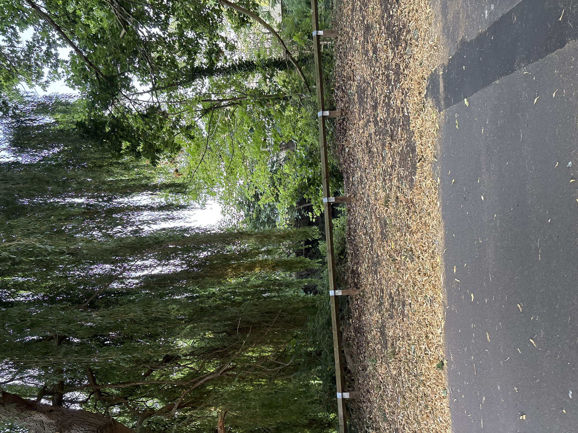 The image depicts a section of a park or natural area in Chelmsford, United Kingdom. In the foreground, a dark asphalt path runs diagonally from the bottom left to the middle right of the frame, with scattered, dry leaves on its surface. Behind the path, a wide expanse of ground is covered in a thick layer of fallen leaves. A low, wooden fence with metal brackets separates this leaf-covered area from a slightly raised embankment. The embankment is densely vegetated with various trees and bushes, including a prominent weeping willow with long, trailing branches that dominate the upper left portion of the image. Behind the willow, other trees with green foliage are visible, and the sky is partly visible through the canopy. The scene appears to be in a natural, outdoor setting, likely within a park or woodland area, characterized by deciduous trees and a natural ground cover.