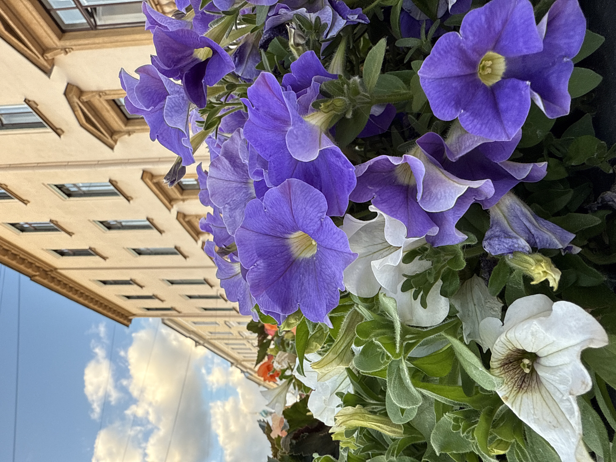 A close-up shot captures a cluster of vibrant purple petunias in the foreground, their ruffled petals catching the light. Behind them, a row of pale yellow buildings with dark windows lines a street, suggesting an urban setting. The architecture, with its classical detailing and repeating window patterns, is characteristic of Saint Petersburg, Russia. The sky above is a soft blue, dotted with fluffy white clouds, indicating fair weather. The overall scene evokes a sense of everyday beauty found in the city.