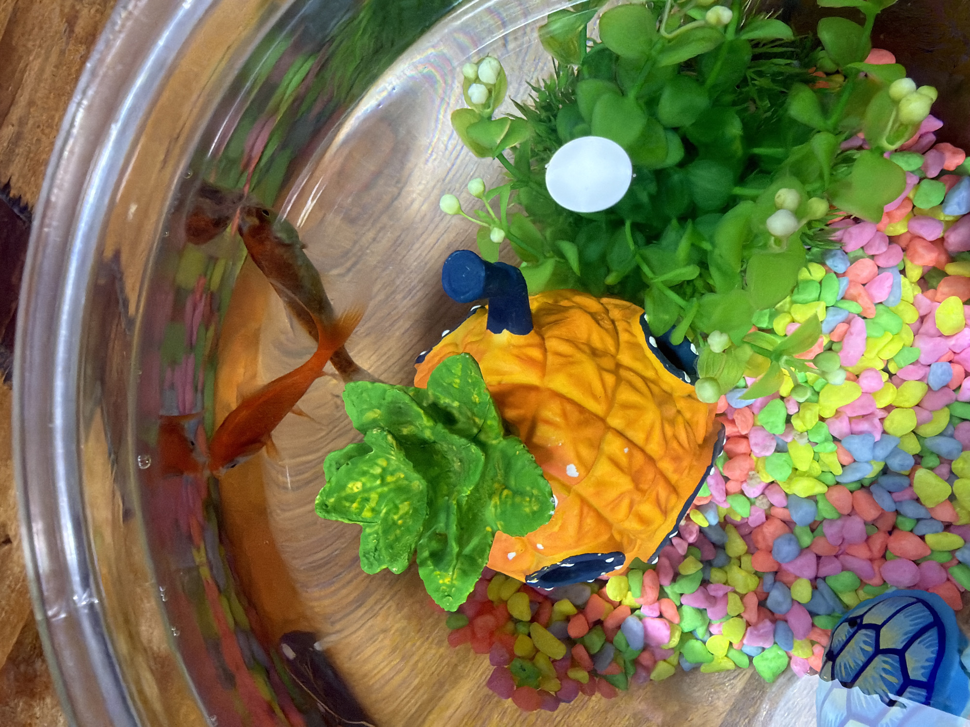 The image shows a close-up, overhead view of a small fishbowl, likely located in a domestic setting in El Campello, Spain. The bowl contains several small, orange goldfish swimming in water. The substrate at the bottom of the bowl is a colorful mix of small, smooth pebbles in shades of pink, yellow, green, and blue. A decorative ornament, shaped like a pineapple with a green leafy top and blue accents, sits amongst the pebbles. To the right of the pineapple, artificial green aquarium plants with small white buds are visible, along with a single white sphere. The wooden surface beneath the fishbowl is also visible, suggesting the bowl is on a table or shelf. The lighting appears to be natural, possibly from a window, casting reflections on the glass of the bowl.