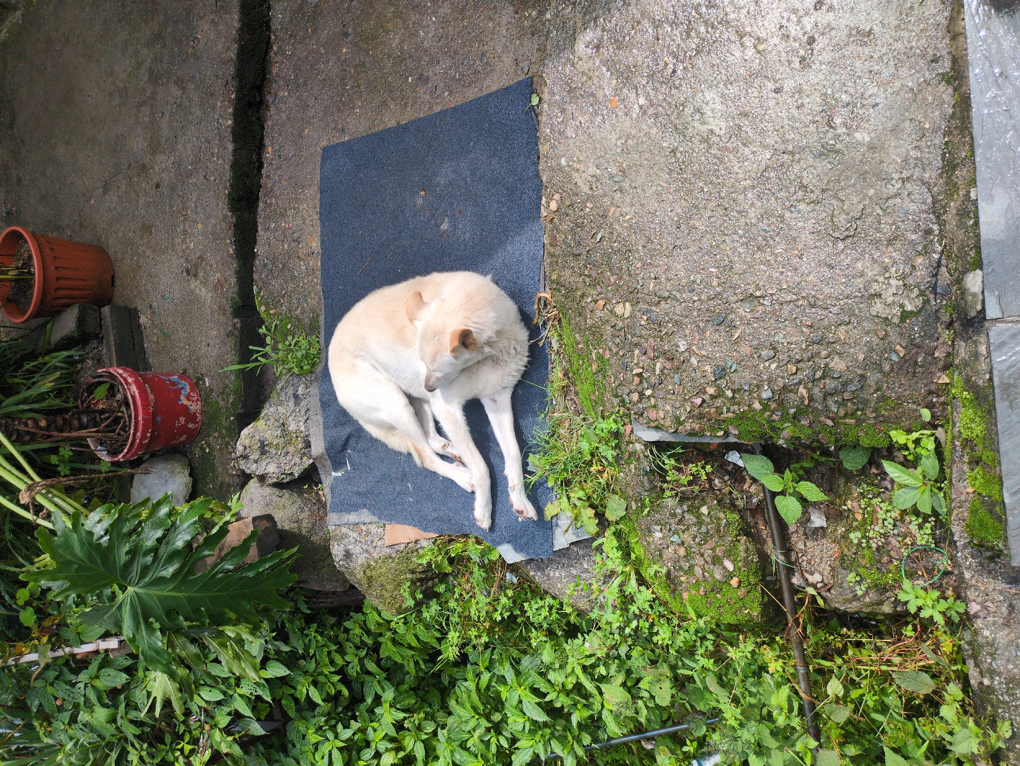 A light-colored dog is lying on its side on a dark-colored rectangular mat placed on a textured concrete surface. The dog is curled up with its head resting on its forelegs, and its hind legs are extended. The mat is positioned near a densely vegetated area with lush green plants and moss-covered rocks. In the background, two potted plants are visible on the concrete, one in a red pot and another in an orange pot. The overall environment suggests an outdoor setting, possibly a backyard or courtyard. The scene is captured from a slightly elevated, overhead perspective.