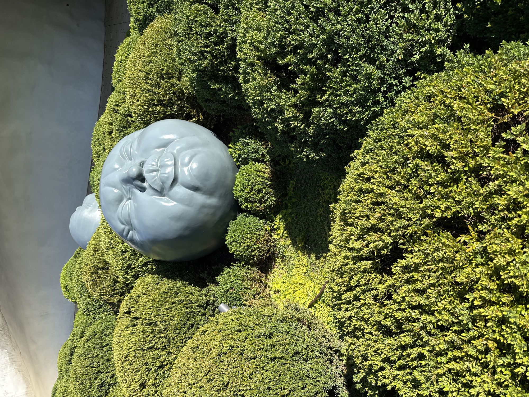 This is a medium-shot, eye-level, outdoor photograph of a sculpture of a light blue, oversized infant's head emerging from a dense arrangement of lush green, manicured bushes. The sculpture's eyes are closed, and its lips are puckered. The bushes are varied in texture and density, with some appearing more yellow-green in the sunlight. Behind the bushes, a light grey, curved wall forms the background, with a paved walkway visible at the bottom right. Sunlight casts shadows on the bushes, indicating it is daytime. The location is listed as Unknown, Unknown.