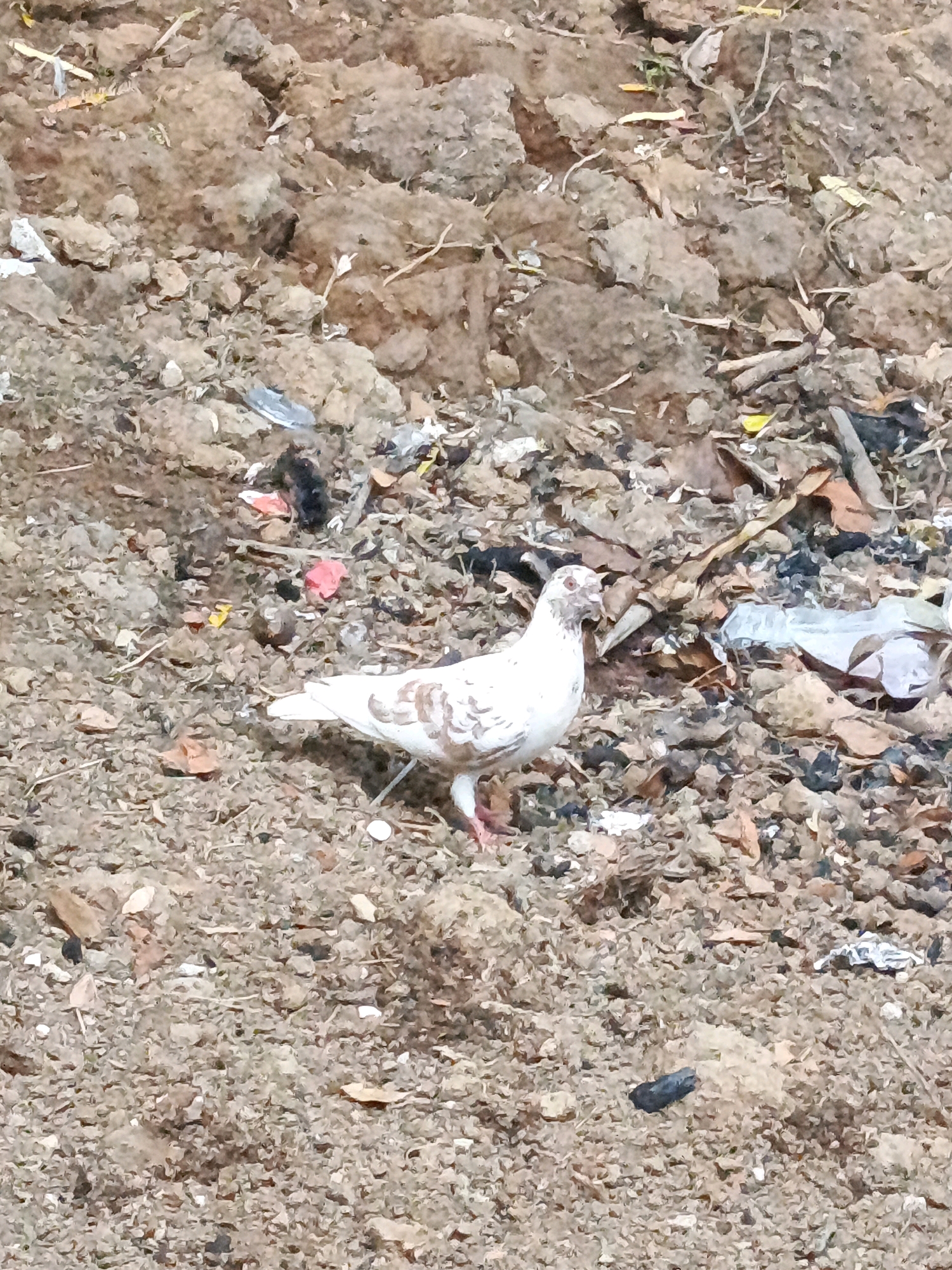 In Megang Sakti I, Indonesia, a solitary white pigeon with light brown markings on its wings and head stands on a patch of dry, disturbed soil. The ground is littered with debris, including small pieces of plastic, dried leaves, and twigs, suggesting an outdoor, possibly neglected, area. The pigeon is positioned in the center-left of the frame, facing towards the right. Its beak is slightly open, and its gaze appears to be directed downwards. The background is an undifferentiated mass of dirt and scattered refuse, with no discernible buildings or vegetation in the immediate vicinity. The lighting is even, indicating an overcast sky or diffuse daylight.