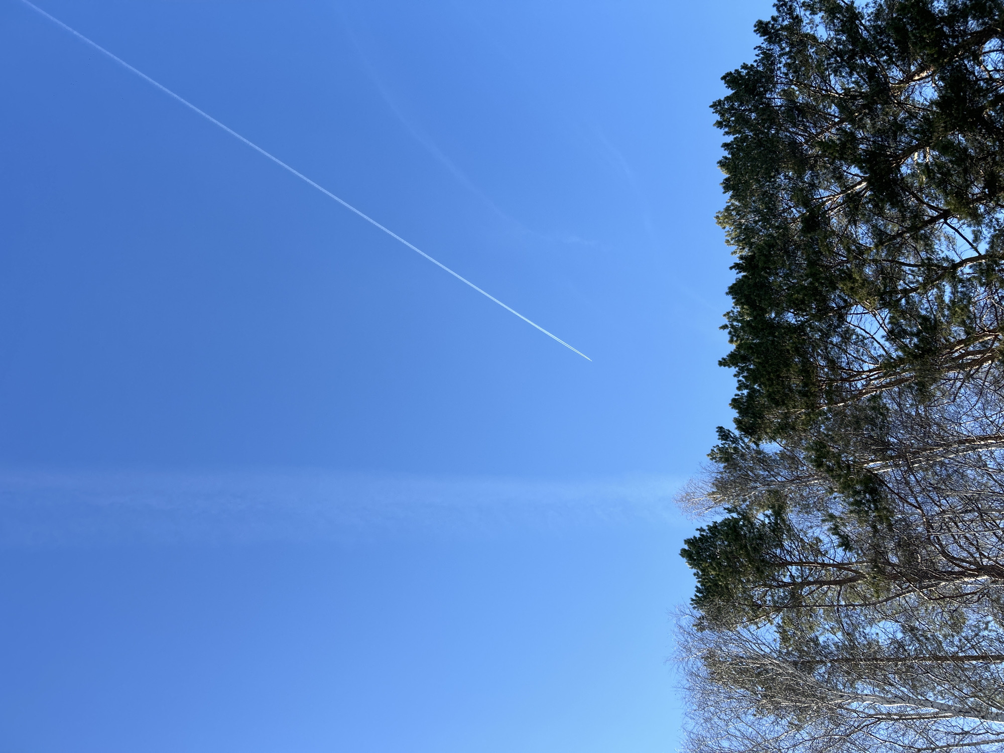 The image captures a clear, bright blue sky in Chaikovsky, Russia, viewed from a low angle looking upwards through tree branches. A prominent, straight white contrail from an aircraft diagonally bisects the upper left portion of the sky, indicating an airplane's recent passage. Below this main contrail, a fainter, more diffused white streak is visible, likely an older contrail dissipating.
On the right side of the frame, a dense canopy of dark green evergreen trees (likely pine or spruce) dominates the upper half, with their textured branches silhouetted against the sky. Below these evergreens, the bare, intricate branches of several deciduous trees, possibly birches, are visible against the blue. Their leafless state suggests either winter or early spring in the temperate climate of Chaikovsky.
The overall impression is one of a crisp, sunny day. The intense blue of the sky and the sharp appearance of the fresh contrail suggest good visibility and possibly cool, dry air. There are no people or discernible activities other than the distant flight of an aircraft. No visible text is present in the image.