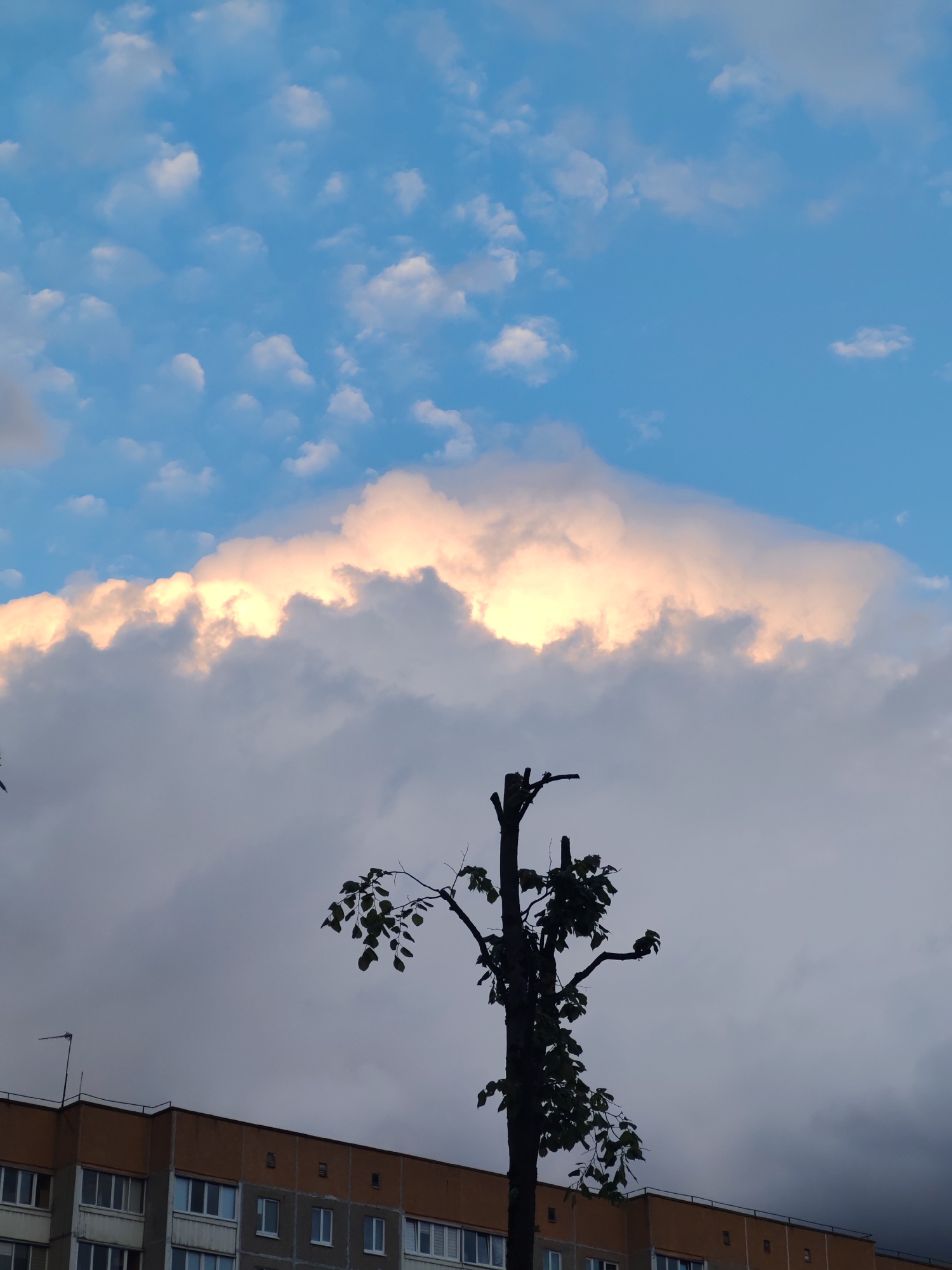 The image depicts a tree in front of a building under a cloudy sky. The tree appears to have been pruned, as evidenced by the cut branches at the top. The building is a multi-story structure with a brown facade and a row of windows. The sky is filled with clouds, some of which are illuminated with a warm light.