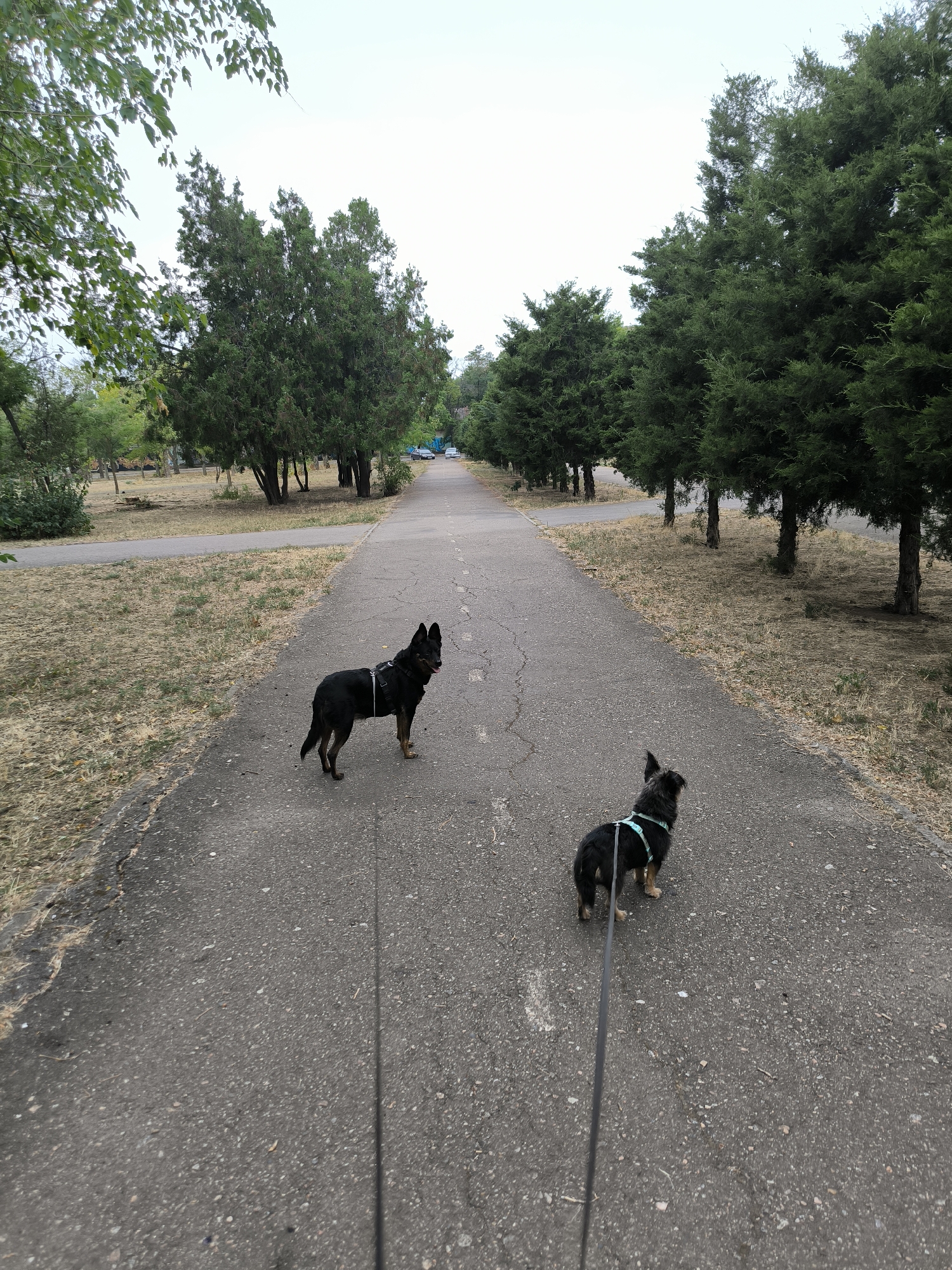 The image depicts two dogs on leashes walking down a paved path in a park. The path is flanked by trees and dry grass. In the background, a few cars are visible on a road. The sky is overcast. The scene is consistent with a public park in Mykolaiv, Ukraine, likely during daytime. No individuals are visible in the frame besides the two dogs.