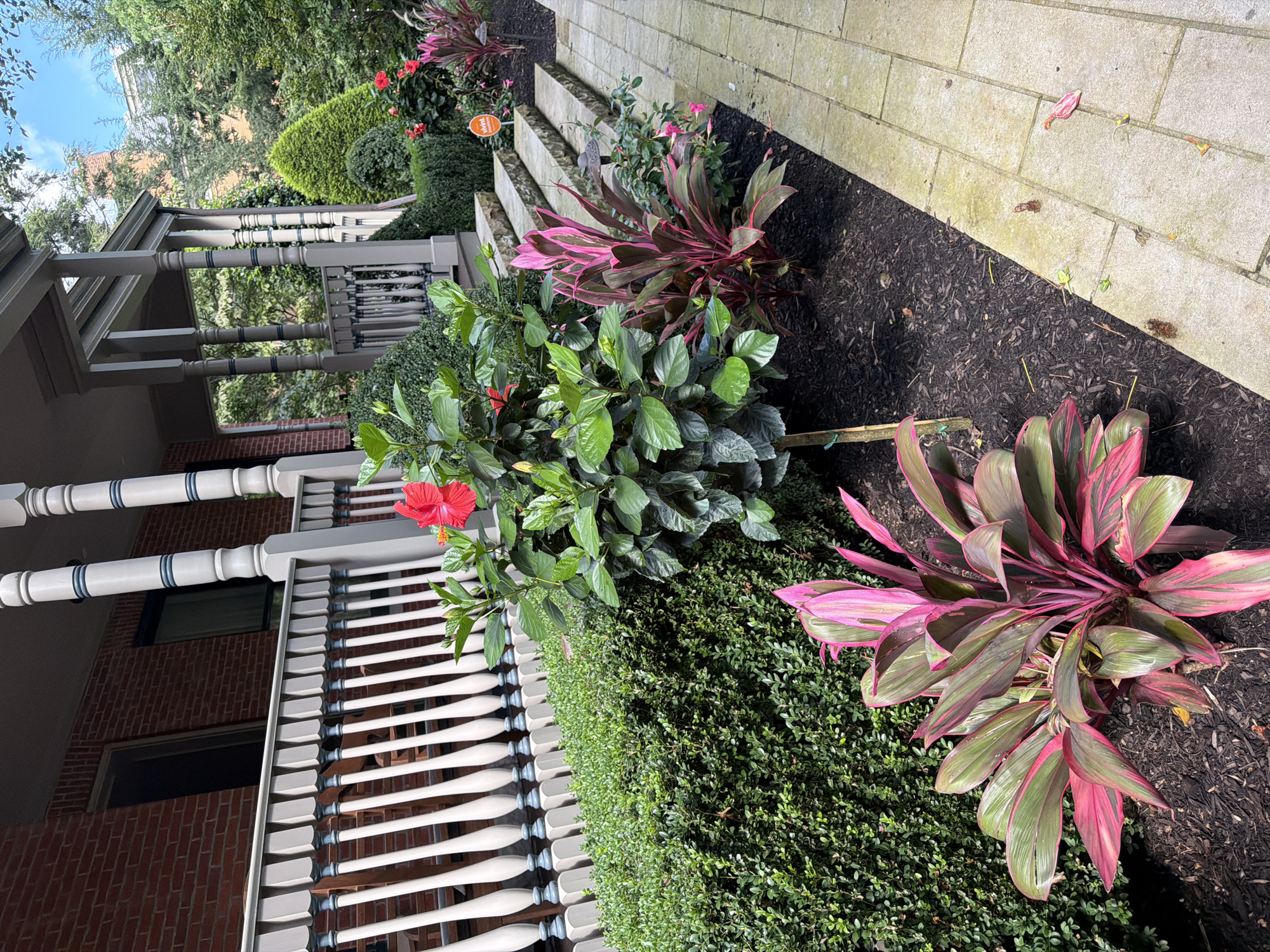 This is a medium shot, eye-level, outdoor photograph taken in Pittsburgh, Pennsylvania, United States of America. The scene depicts a portion of a residential property featuring a porch, landscaping, and a paved walkway.
In the foreground, a vibrant Cordyline plant with striking pink and green foliage is planted in dark mulch. To its right, a manicured green hedge forms a backdrop. Behind the hedge and to the left, a large green hibiscus plant with red flowers is visible. Further back, a wide stone staircase leads up to a covered porch. The porch itself has light-colored, decorative balusters and pillars. Red brick is visible on the exterior wall of the house behind the porch.
To the right of the stairs, a bright orange Vivint security camera is mounted on a pole. Beyond the porch, lush green trees and foliage create a natural setting. A paved walkway, constructed of light-colored interlocking stones, runs alongside the garden beds and leads into the distance. Fallen pink petals and some debris are scattered on the walkway. The sky above is partly cloudy.