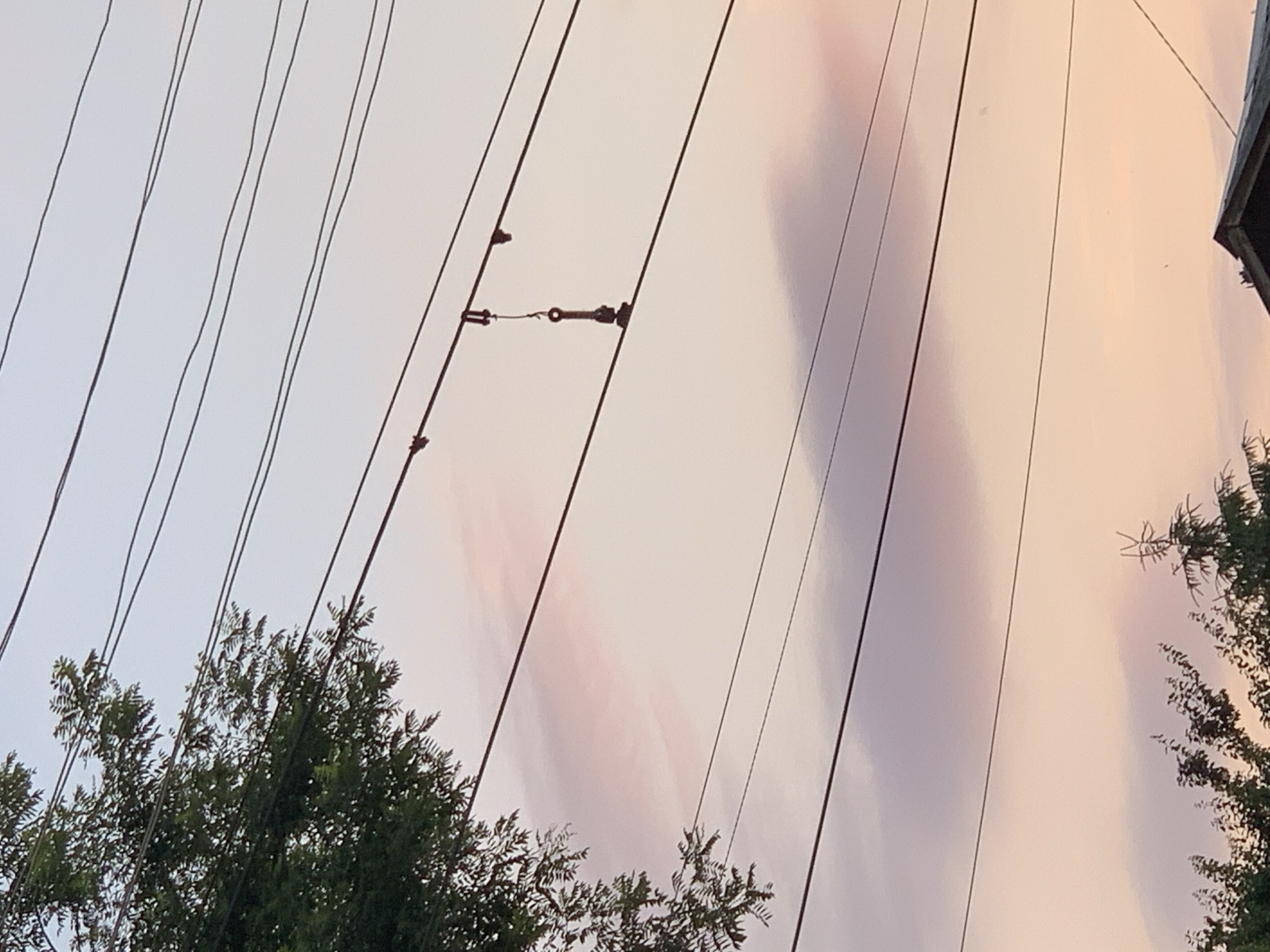 The image is an outdoor, eye-level shot of power lines against a pastel sky at dusk. The sky exhibits a gradient of soft pinks and purples, suggesting the presence of clouds. Several dark power lines stretch horizontally across the frame. On one of the lines, a small, dark, metallic object is suspended, appearing to be some kind of clamp or insulator. To the left, the dark green foliage of a tree is visible, partially obscuring the sky and lines. In the lower portion of the image, the silhouettes of trees and a portion of a roof are discernible. The overall atmosphere is serene and quiet, with no people or animals visible. The location is not specified beyond "Unknown, Unknown".