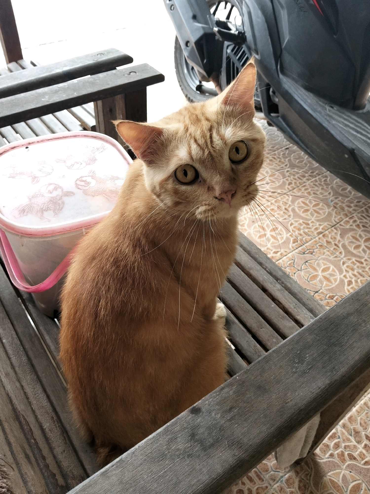 An orange tabby cat is sitting on a wooden bench. Next to the cat is a pink plastic container with a white lid. In the background, a portion of a motorcycle is visible. The scene is set outdoors on a tiled floor.
