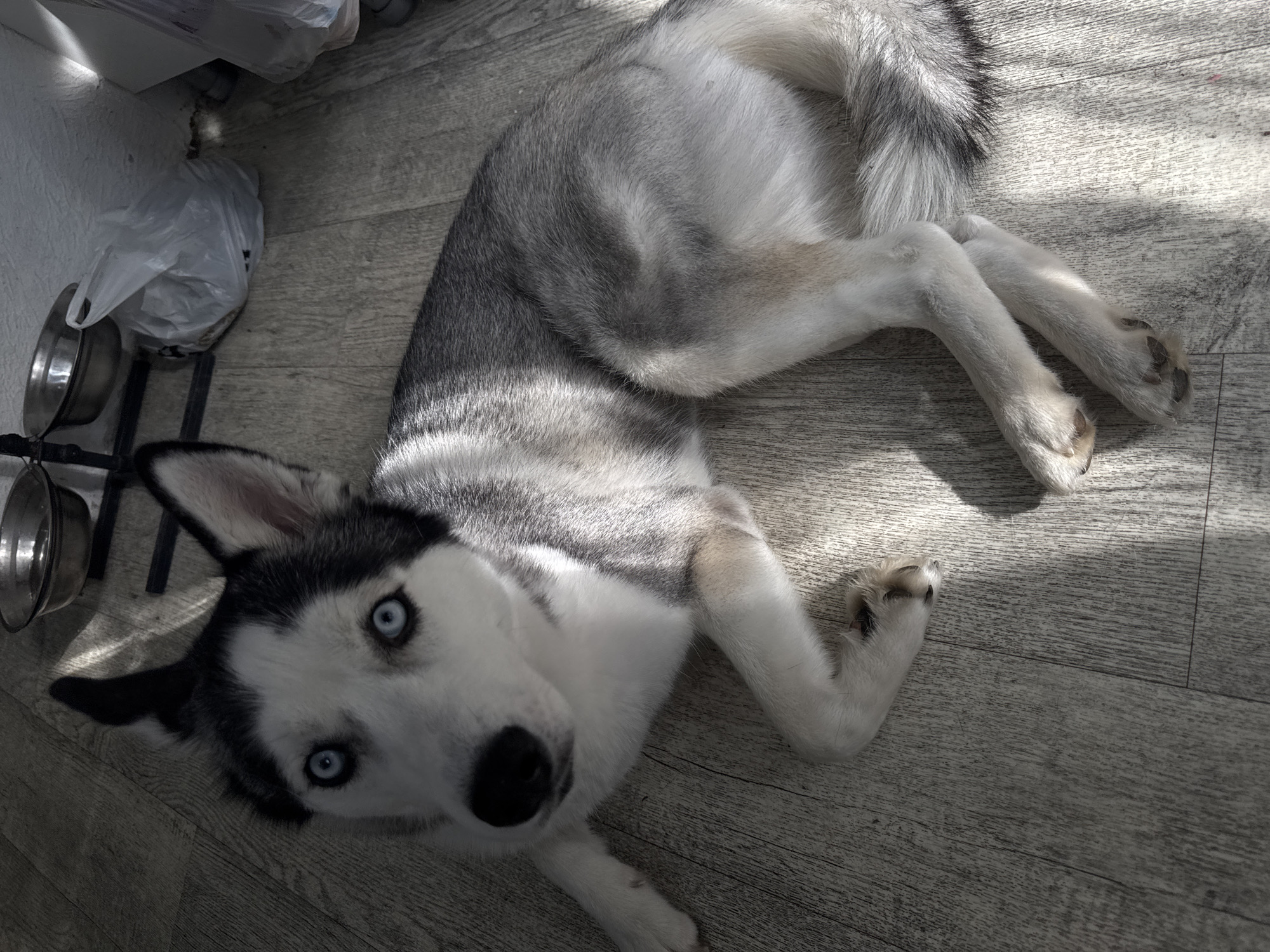 A Husky dog with gray, white, and black fur lies on a light gray wooden floor next to two stainless steel dog bowls. The dog is facing the camera with its head tilted and blue eyes visible. A plastic bag is partially visible near the dog bowls. Sunlight streams across the floor, creating shadows.