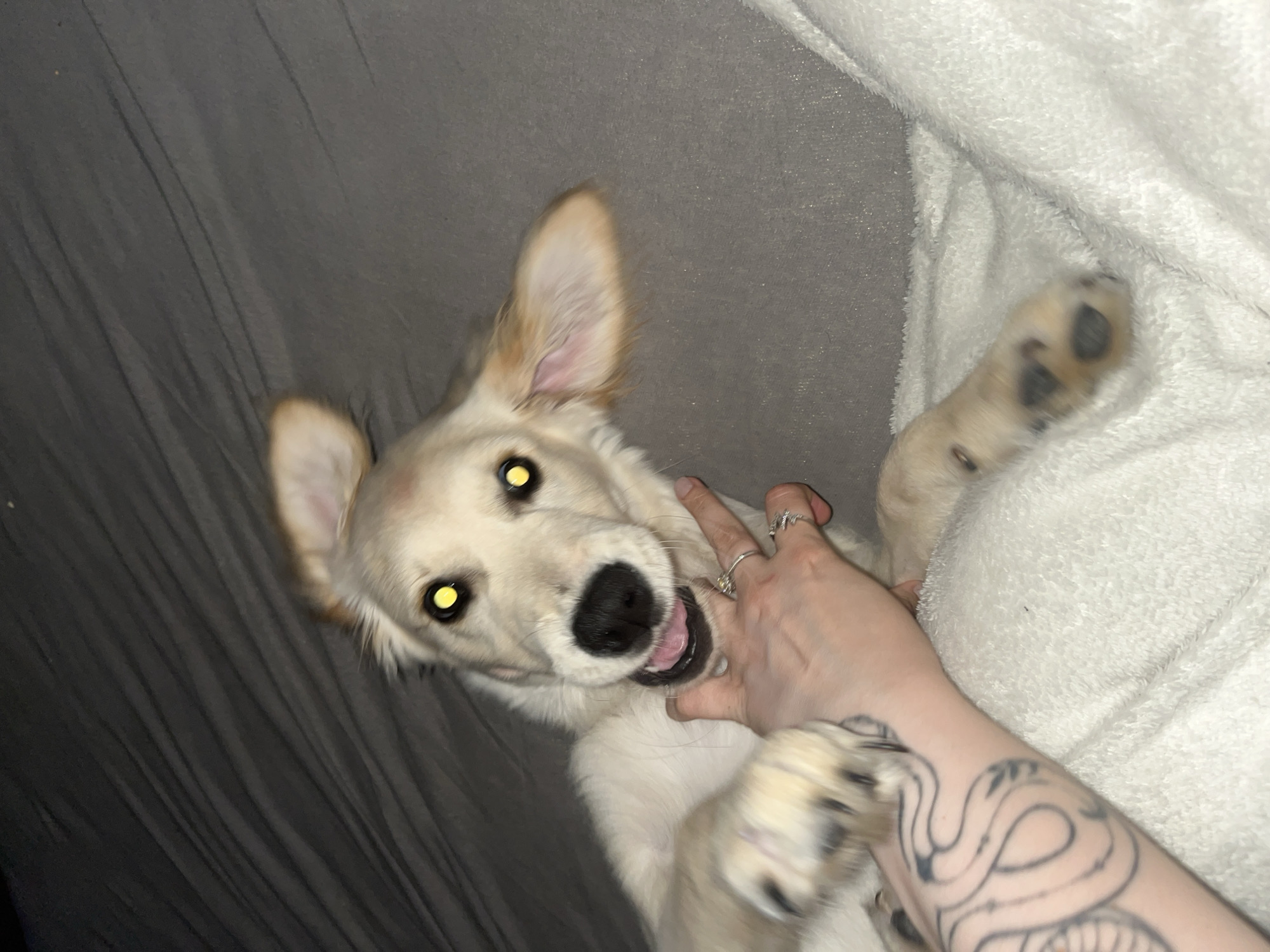 The image displays a playful interaction between a light-colored dog and a human. The dog, which appears to be a Golden Retriever or a similar breed with cream-colored fur, is positioned on its back or side, looking directly at the viewer. Its eyes glow bright yellow, a common photographic effect caused by flash reflection. Its mouth is slightly open, revealing its tongue and some teeth, suggesting a moment of playful excitement or mouthing.
A human hand, adorned with rings on multiple fingers, is gently engaging with the dog's muzzle or neck area, indicating a playful or affectionate interaction. The human's forearm, visible on the right side of the frame, features a prominent tattoo depicting a winding, snake-like design.
The setting is indoors, likely on a bed or sofa. The background consists of a dark grey, textured fabric on the left side, possibly a sheet or blanket, and a soft, fluffy white blanket or towel on the right. The use of flash suggests the photo was taken in a low-light environment, possibly at night or indoors without strong natural light. The overall emotion conveyed is one of joy and playful engagement between pet and owner. No specific visual cues within the image indicate the location as Sofia, Bulgaria. There is no visible text.