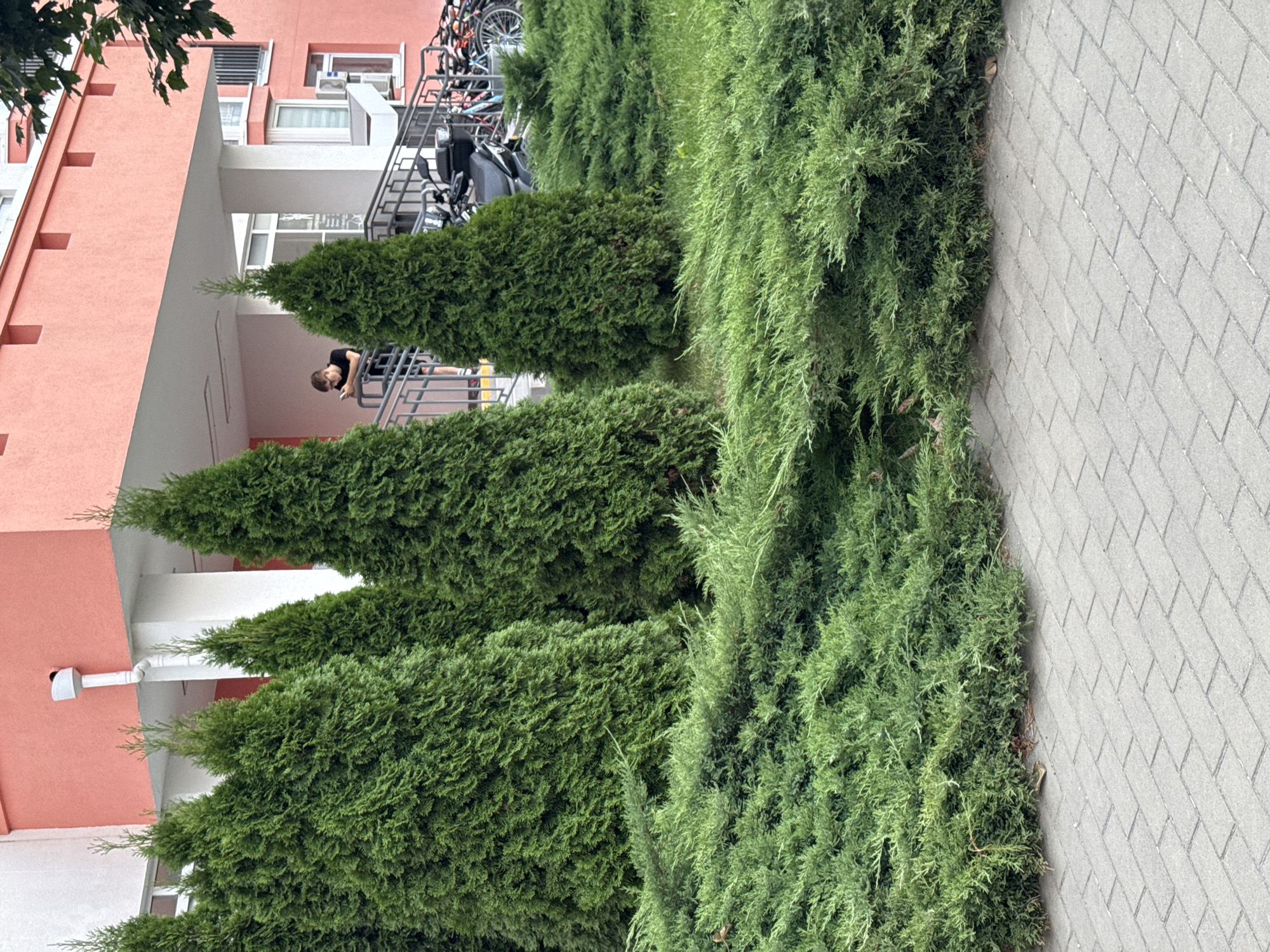 The image shows a facade of a residential building in Anapa, Russia, with a pink exterior. Several evergreen trees, likely Thuja, are planted in front of the building, along with a low-lying green bush in the foreground. A person, appearing to be a young male wearing a black t-shirt and shorts, is standing on a staircase to the right of the trees, looking at a mobile phone. Behind the trees and person, bicycles and a scooter are parked. The ground in the foreground is paved with grey rectangular bricks. The overall scene depicts an outdoor urban environment.