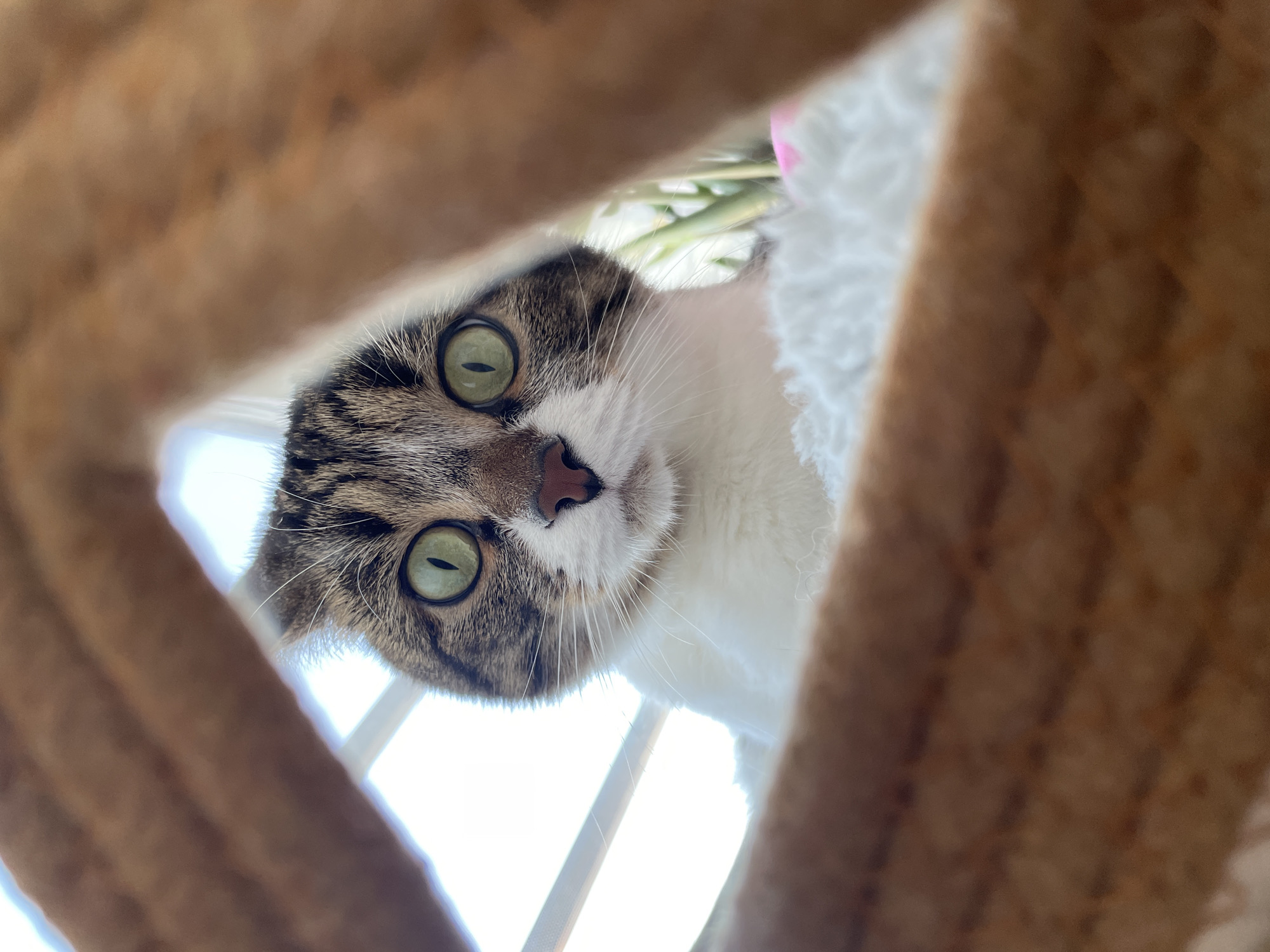 An indoor scene depicts a domestic bicolored tabby and white cat observed through a V-shaped aperture formed by two blurred, textured, light brown, rope-wrapped structures, consistent with a cat tree. The cat's head and upper torso are visible. It exhibits prominent round green eyes with vertical slit pupils, a pink nose, and white whiskers. The animal is situated on a white, fluffy surface. The background features an overexposed window with discernible horizontal bars, indicating a bright external light source. Blurred green plant foliage is visible to the right of the cat. The location is reportedly Izhevsk, Russia.