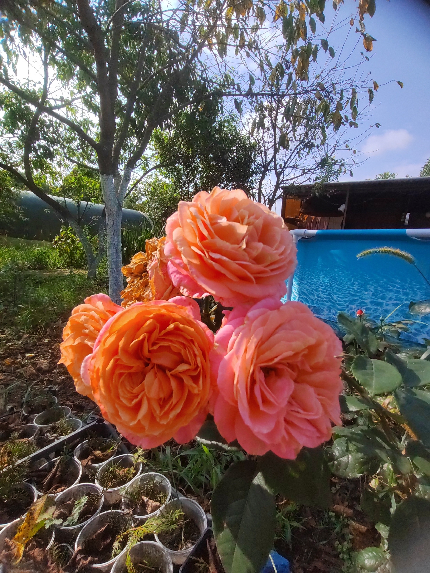 A close-up, eye-level shot showcases a cluster of four vibrant, peach-colored roses in the foreground, with their delicate petals unfurling under bright sunlight. Behind them, a light blue swimming pool with rippling water suggests a recreational area. In the background, a rustic wooden structure, possibly a shed or outbuilding, is partially visible. Trees with green foliage and a clear blue sky with scattered clouds complete the outdoor scene, hinting at a warm, sunny day. The setting appears to be a private backyard or garden.