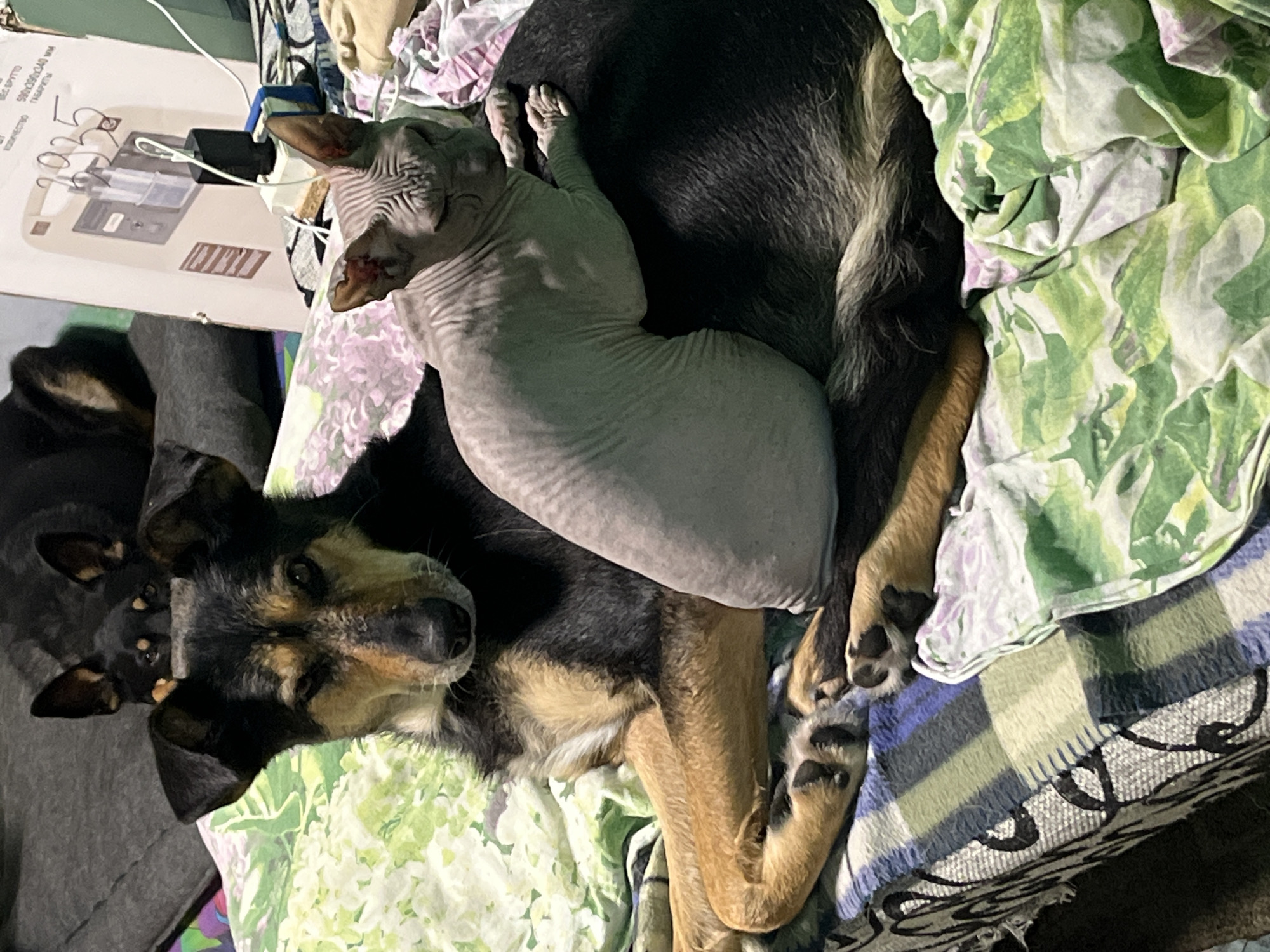 This image shows two dogs and a Sphynx cat napping together on a bed in what appears to be a domestic setting, possibly in Nizhny Tagil, Russia. The larger dog, a German Shepherd mix with black and tan fur, is lying down, while a smaller black and tan dog is partially visible beneath it. A Sphynx cat, with its characteristic wrinkled skin and pinkish ears, is curled up on top of the German Shepherd, also sleeping. They are all nestled amongst various blankets and fabrics, some with floral patterns and others with a plaid design. The lighting suggests it could be daytime indoors, as there are no strong shadows or indications of natural light. The animals appear to be comfortable and relaxed in each other's company. There is a white box with some Cyrillic text and diagrams on the left side of the image, which is out of focus.