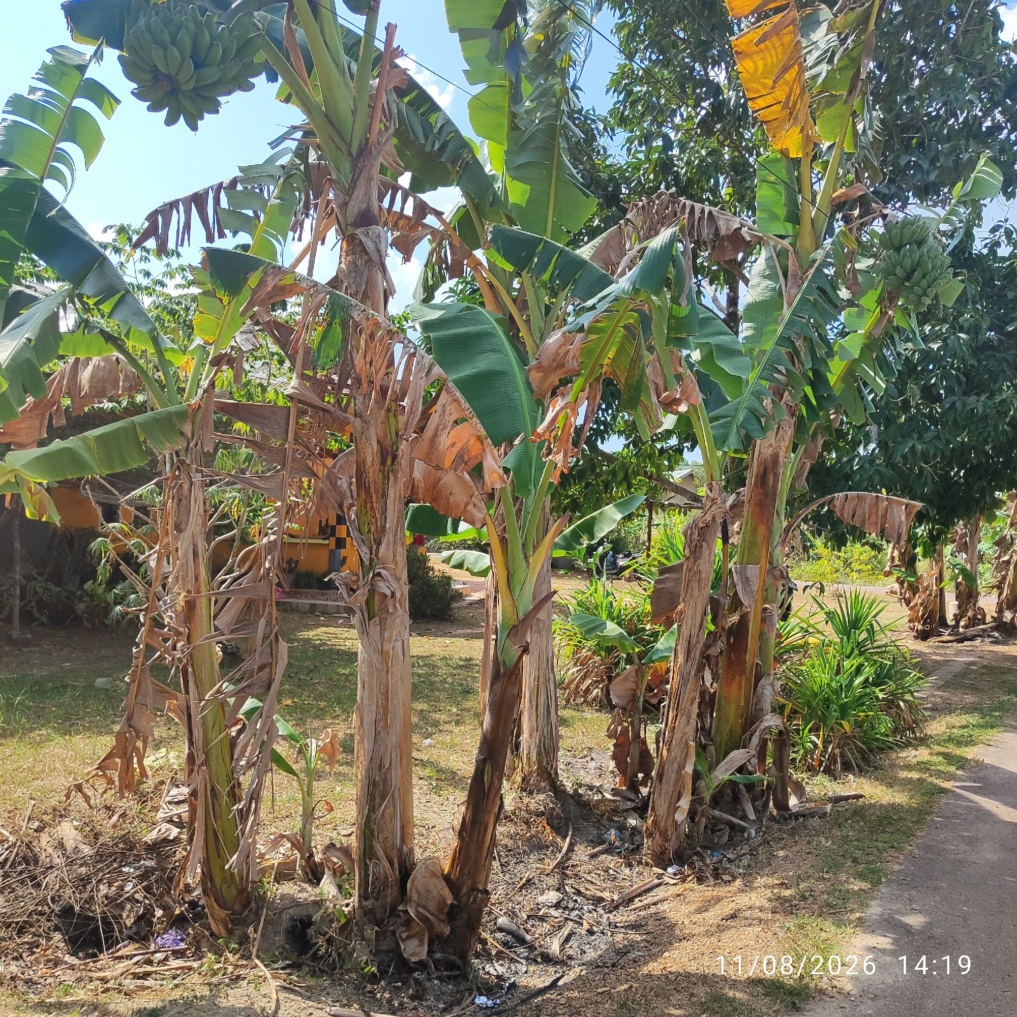 This is a full-shot, eye-level, outdoor photograph taken in Pembaharuan, Indonesia. The image features a cluster of banana trees with some of their leaves dried and brown, indicating they are not in peak condition. One tree on the far left has a bunch of green bananas hanging from it. The ground is covered in dry leaves, twigs, and some debris, suggesting it is either a natural area or a neglected space. In the background, there are hints of structures, possibly houses, with orange and yellow painted walls, along with lush green trees and foliage. The sky is visible with some scattered clouds. The photograph is dated "11/08/2026 14:19".