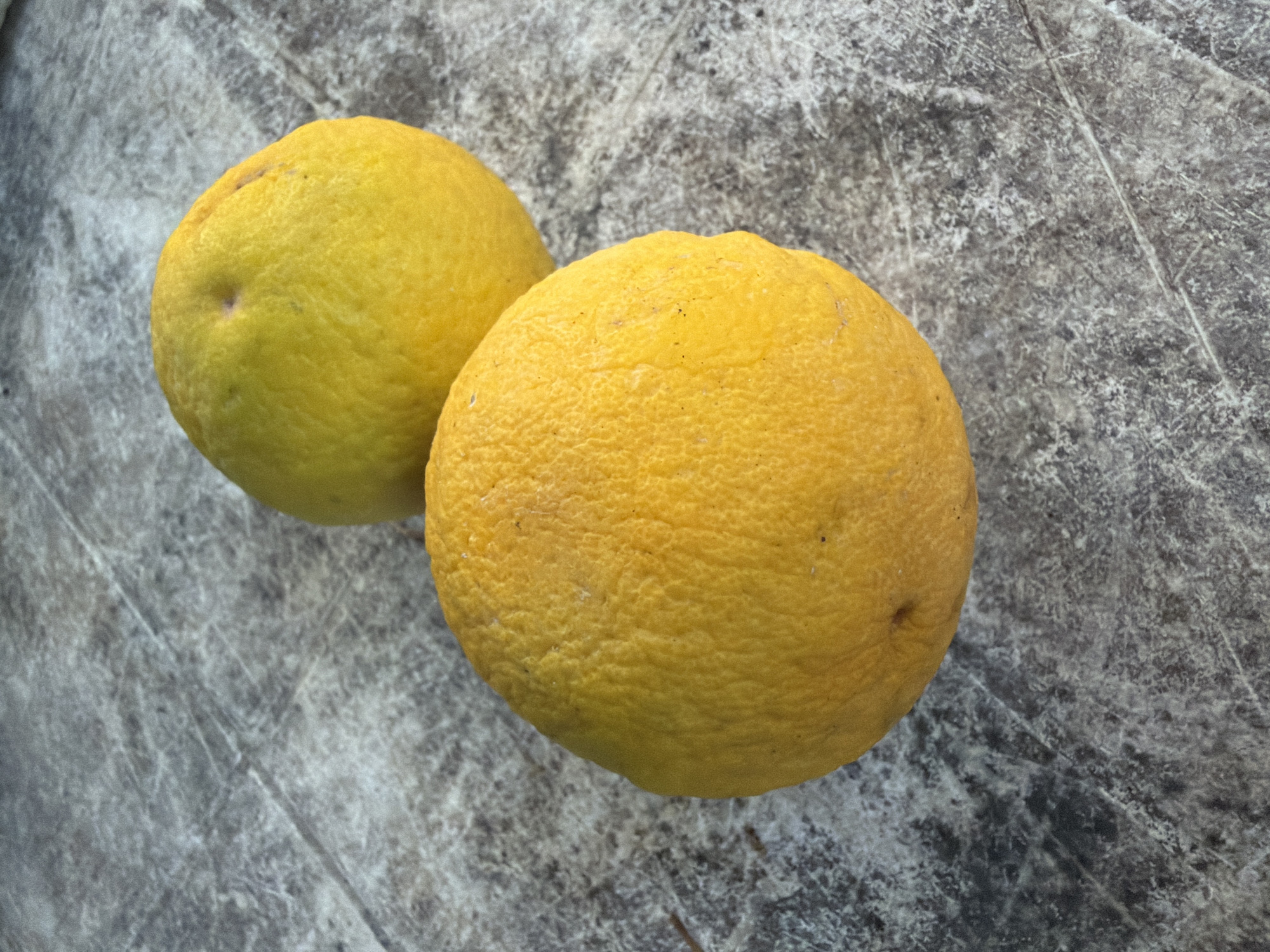 Two whole, unpeeled oranges are placed on a grey, textured surface that resembles stone or concrete. The foreground orange is a bright yellow-orange and fills the lower left of the frame. Behind it and slightly to the right is another orange, which is more of a pale yellow with some greenish undertones. The surface has a rough, speckled appearance with visible lines and variations in color, suggesting it might be an outdoor table or countertop. No people or actions are depicted in the image. The lighting appears natural, casting soft shadows. The scene is devoid of any specific context that would indicate a location in Rome, Italy.