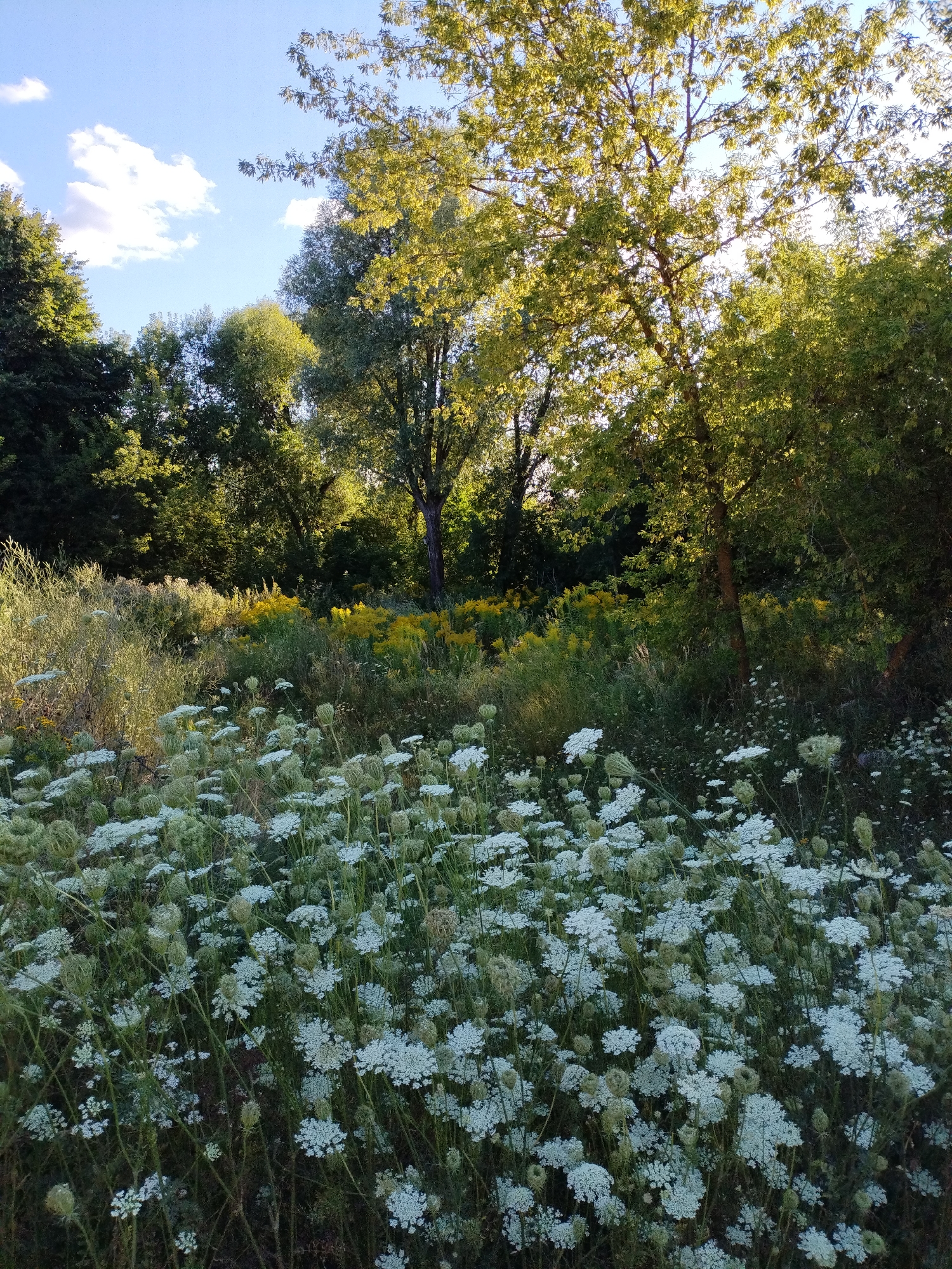 The image depicts a natural landscape, likely a park or undeveloped area within Bialynichy, Belarus. The foreground is dominated by a dense cluster of white Queen Anne's Lace flowers, their delicate umbels creating a frothy carpet. Behind this floral display, the ground rises slightly, revealing a patch of bright yellow wildflowers, possibly goldenrod, interspersed with tall green grasses and reeds. Further into the background, a line of mature trees forms a dense, verdant backdrop. The sunlight filters through the leaves of these trees, casting dappled shadows and illuminating the scene with a warm, natural light. The sky above is a clear blue, with a few wispy white clouds. No people or man-made structures are visible, suggesting a tranquil, natural setting.