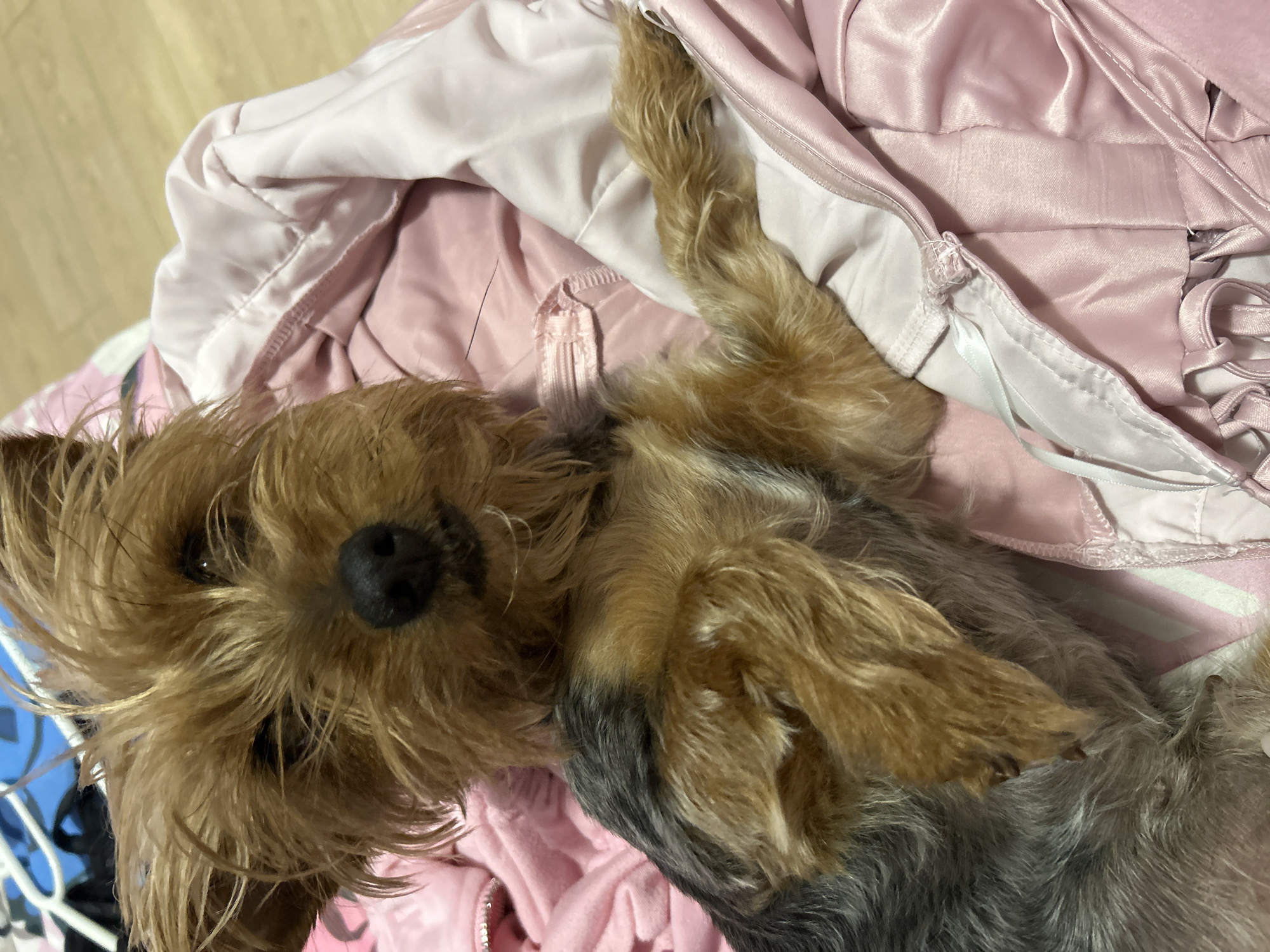The image captures a Yorkshire Terrier dog lying on its back, appearing relaxed on a heap of pink clothing. The dog's head is slightly tilted, and it gazes directly at the viewer with dark, expressive eyes. Its fur is a mix of tan and brown on its head, face, and front paws, gradually transitioning to a darker, silvery-grey shade along its body. A distinct black nose stands out on its face.
The dog's front paws are gently lifted, adding to its comfortable, almost playful posture. It is surrounded by soft, lustrous pink fabric, which has a satin-like texture. Visible details on the clothing include zippers, stitching, and seams, suggesting it might be a jacket, a coat, or a blanket. A light-colored wooden floor is subtly visible in the background on the upper left, indicating an indoor environment. The lighting is soft and even, highlighting the textures of the dog's fur and the fabric. No text is visible in the media. The overall scene suggests a moment of rest or affection.