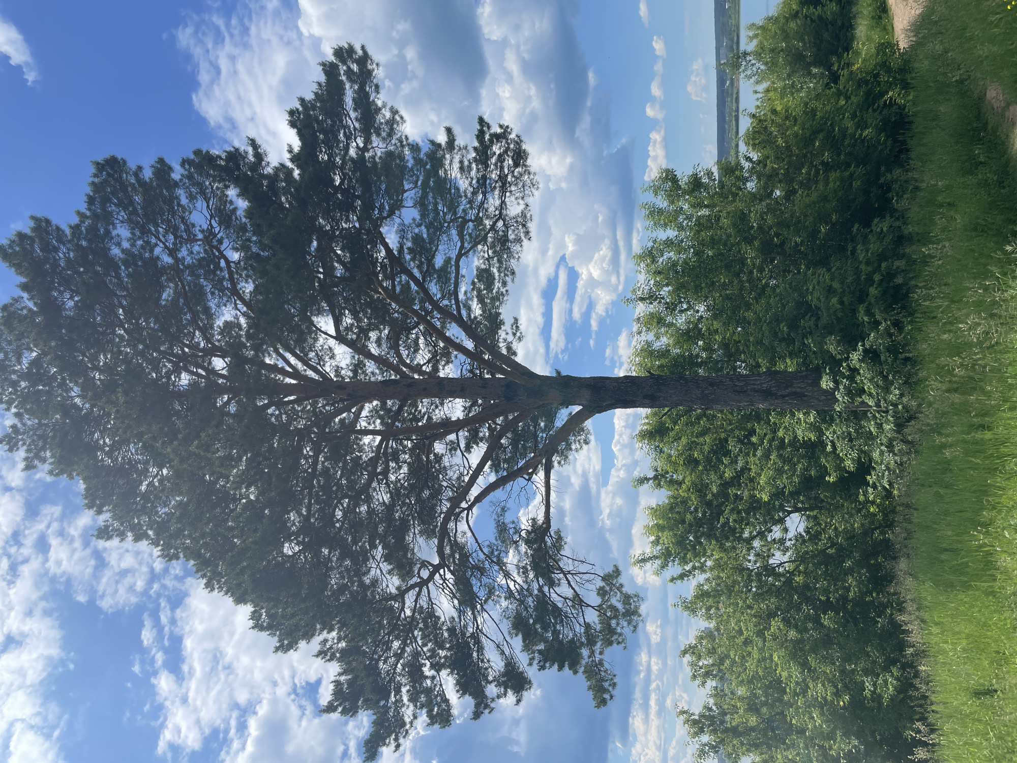 The image captures a tall pine tree in the foreground, silhouetted against a bright blue sky filled with fluffy white clouds. The tree's branches spread wide, with dense green foliage. Below the pine tree, a thick band of lush green trees and shrubs forms the middle ground. Beyond the greenery, a calm body of water, likely a river or lake, is visible in the distance. The sky is partly cloudy, with some clouds appearing darker and more voluminous than others. The foreground consists of a grassy slope with tall blades of grass and wildflowers, suggesting an outdoor, natural setting. The scene appears to be located in a park or natural reserve, possibly within the city of Izhevsk, Russia, given the context. There are no people or visible human activity in the image, only the natural landscape. The lighting indicates it is daytime, likely midday given the bright sun and clear sky.