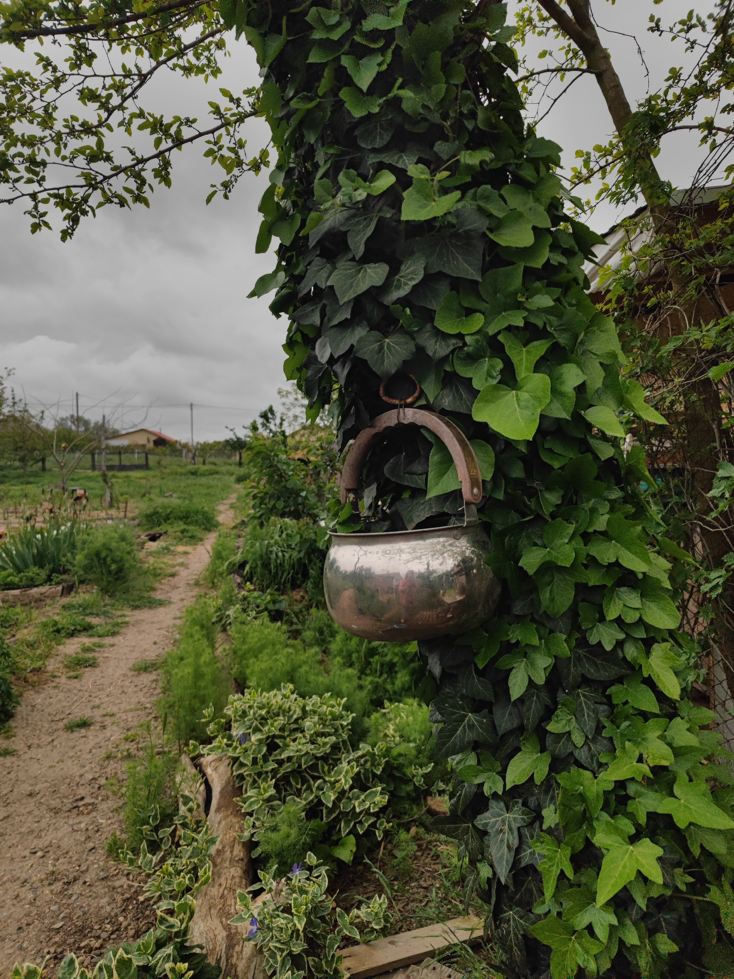 The image shows a silver metal pot hanging from a tree trunk covered in ivy. The pot is suspended by a curved metal handle. The background features a dirt path leading into a garden setting, with various plants and greenery visible. In the distance, a house is partially visible. The sky is overcast. The location, Yubileyny, Russia, cannot be determined from this image.