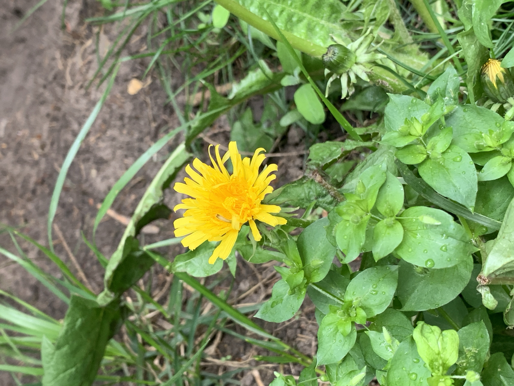 A dandelion flower is in the center of the frame. The flower is yellow with numerous slender petals radiating outward. The surrounding environment consists of various green plants and blades of grass. Some of the leaves have water droplets on them. The background includes brown dirt or soil. The location appears to be outdoors.