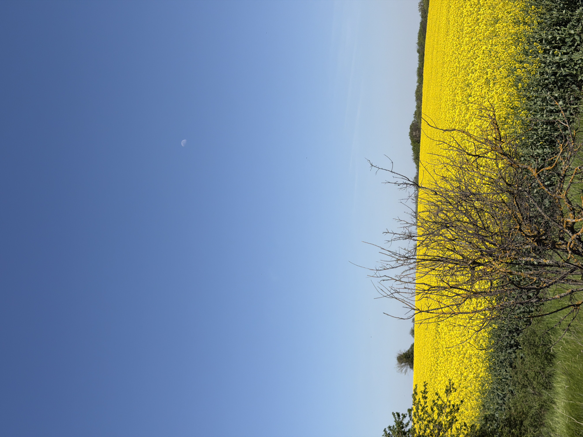 The image shows a field of bright yellow rapeseed in Letnitsa, Bulgaria, bordering a clear, blue sky. In the sky, a faint crescent moon is visible. A bare, dry tree or bush with dark branches stands in the foreground, partially obscuring the rapeseed field. Along the edge of the field, there are patches of green grass and other vegetation.