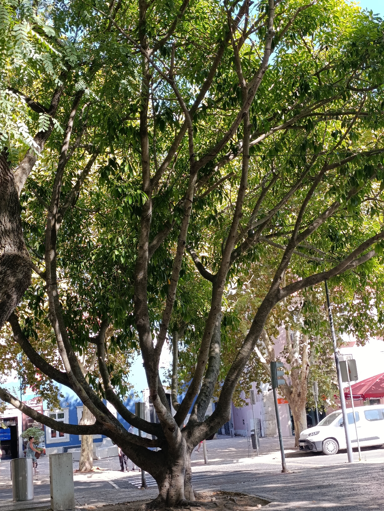 A medium shot captures a large tree with a thick trunk and many branches, its leaves creating a canopy that filters sunlight. The tree stands on a cobblestone street in a city. In the background, several buildings of varying colors, including blue, pink, and white, line the street. A white van is parked on the right side of the street, and a pedestrian signal pole is visible. A few people are walking in the distance. The scene appears to be Setúbal, Portugal, possibly near the waterfront, given the architectural style and the overall ambiance.