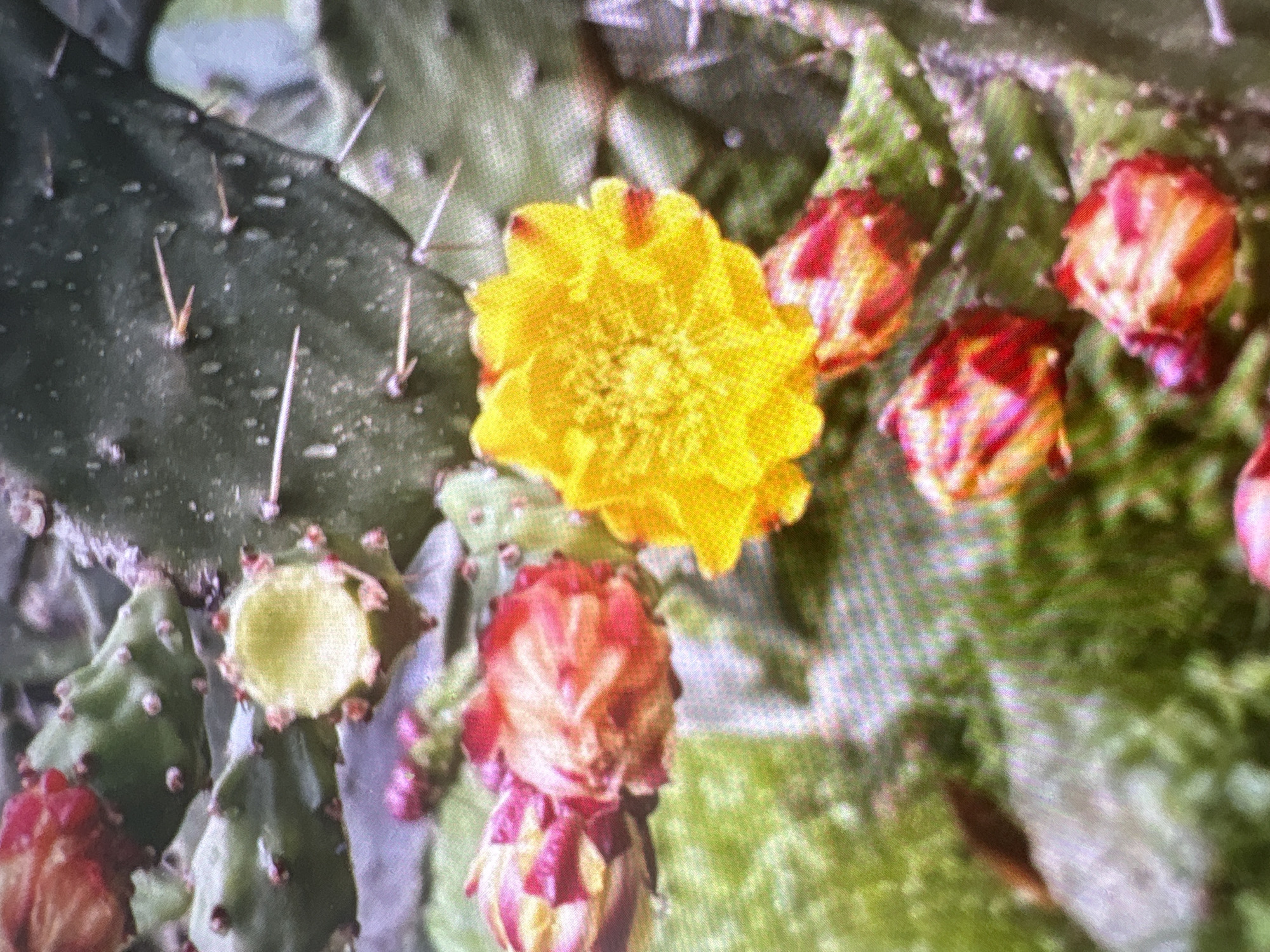 The image depicts a close-up view of prickly pear cactus pads with several blooms and buds. A prominent bright yellow cactus flower is centered in the frame, with its petals unfurled. Surrounding this central bloom are several reddish-pink buds and partially opened flowers. The cactus pads are a deep green, some with visible spines. The background is blurred, showing more cactus pads and a soft green, out-of-focus environment. There are no people visible in the image. The scene appears to be an outdoor natural setting, possibly a garden or botanical collection. Without additional information or context, the specific location within Batumi, Georgia, cannot be determined from the image alone.