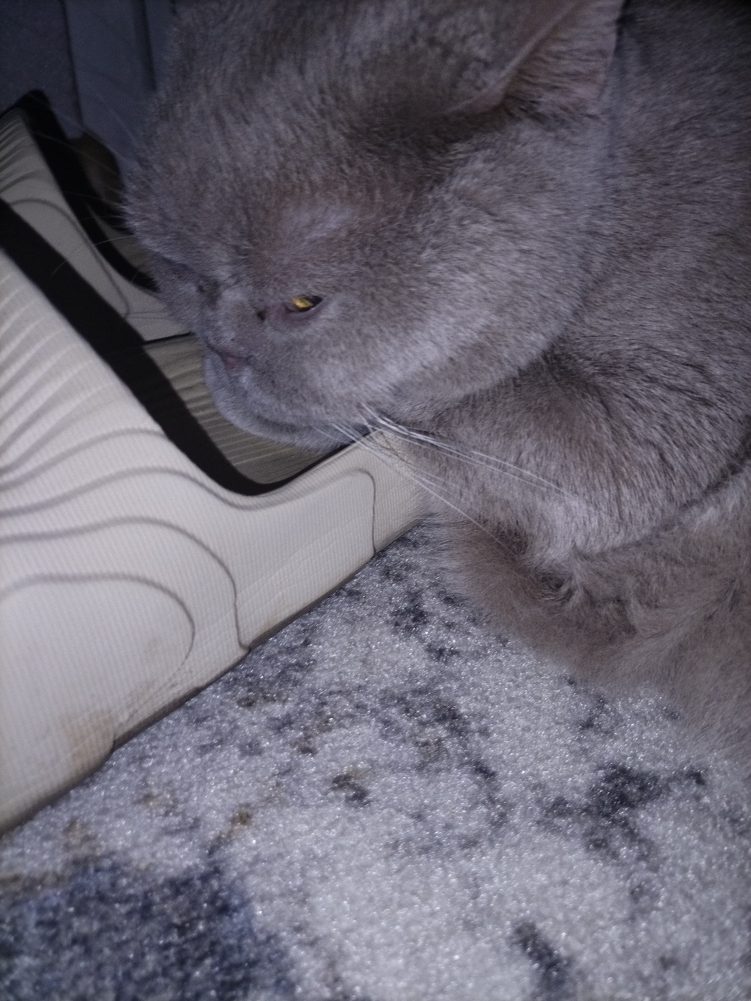 A close-up, low-angle shot shows a grey cat looking down at a tan-colored, ribbed object, possibly a shoe or a mat. The cat's fur is soft and dense, and its yellow eye is partially closed. The background is out of focus, with a textured surface that appears to be a carpet or rug. The image lacks discernible details of the city of Smalyavichy, Belarus, as it focuses on the cat and the immediate surroundings.
