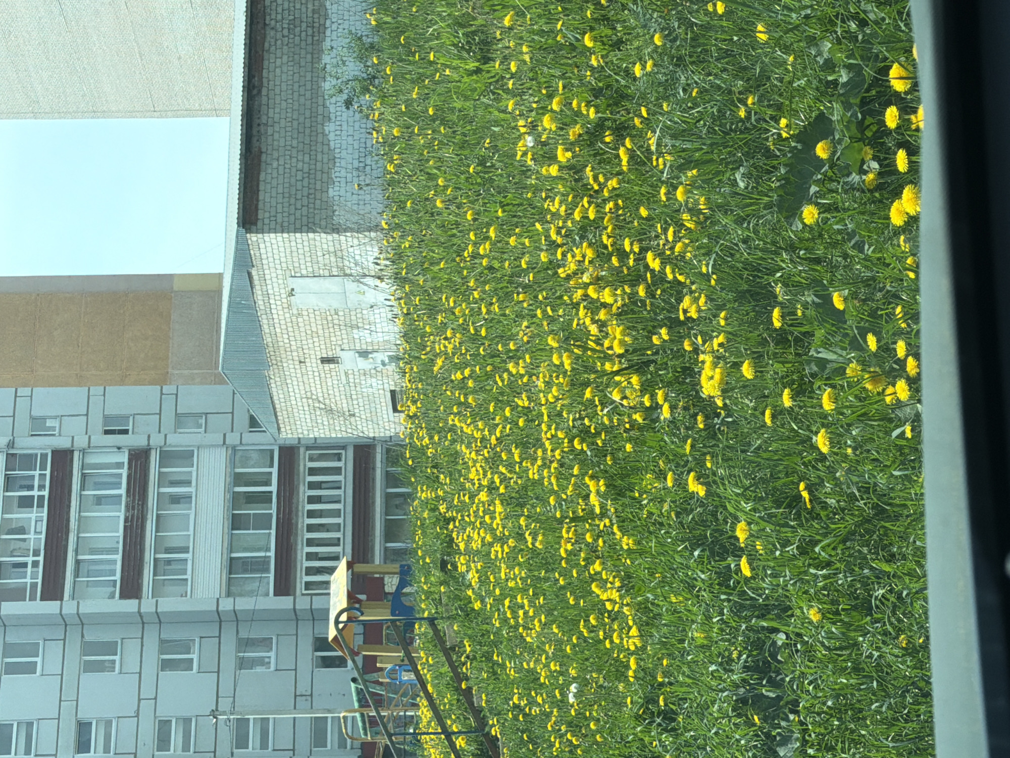 The image depicts a view from a window in Chaikovsky, Russia, overlooking a grassy area filled with yellow dandelions. To the left is a multi-story building with a playground visible in front.