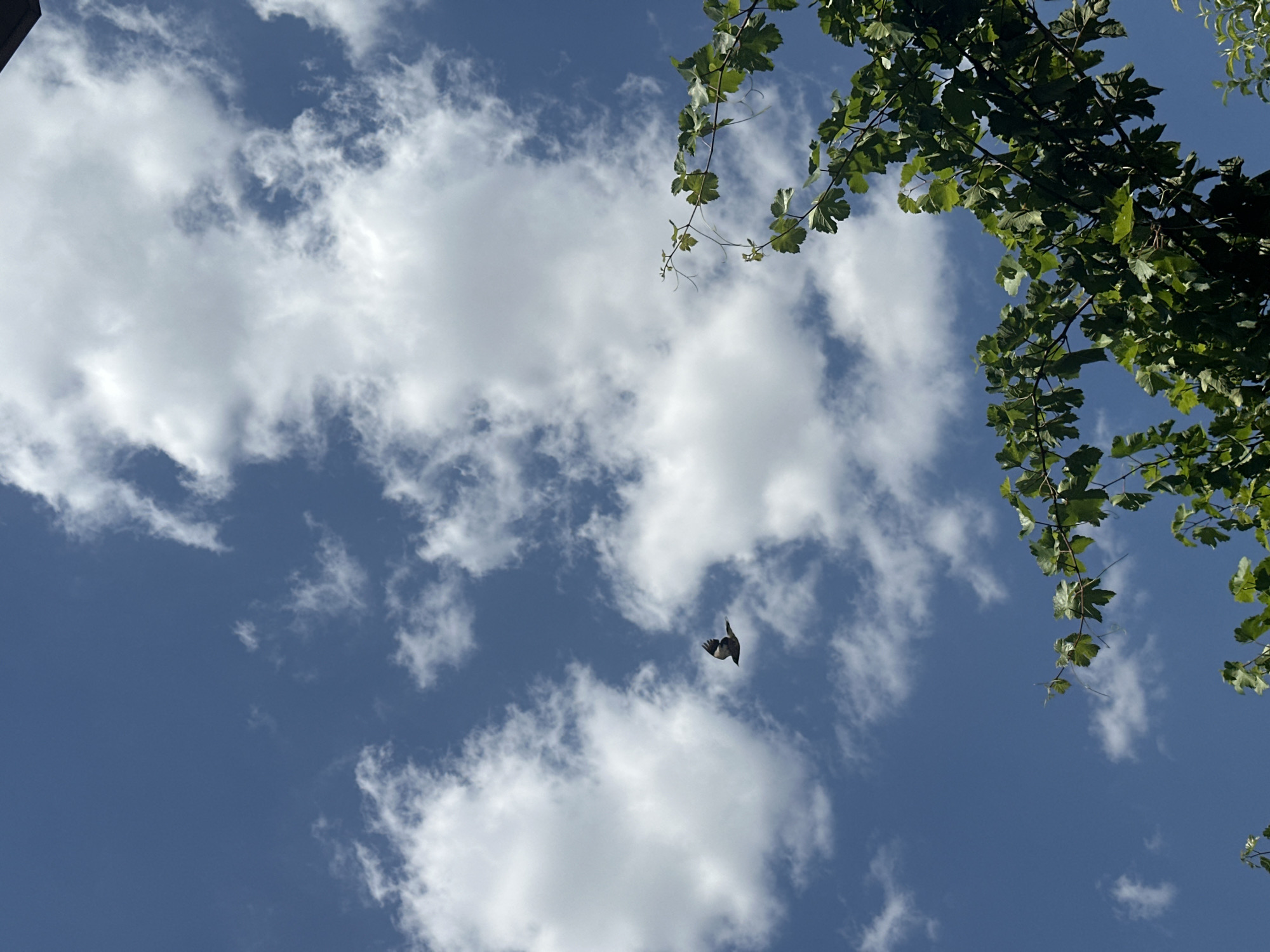 A low-angle shot captures a vast expanse of blue sky dotted with fluffy white clouds. In the mid-left of the frame, a bird in flight is visible, its wings outstretched against the sky. The lower right portion of the image is dominated by the lush green foliage of a tree or vine, with leaves and branches creating a natural frame. The scene appears to be outdoors in Kogon City, Uzbekistan, likely on a bright, sunny day.