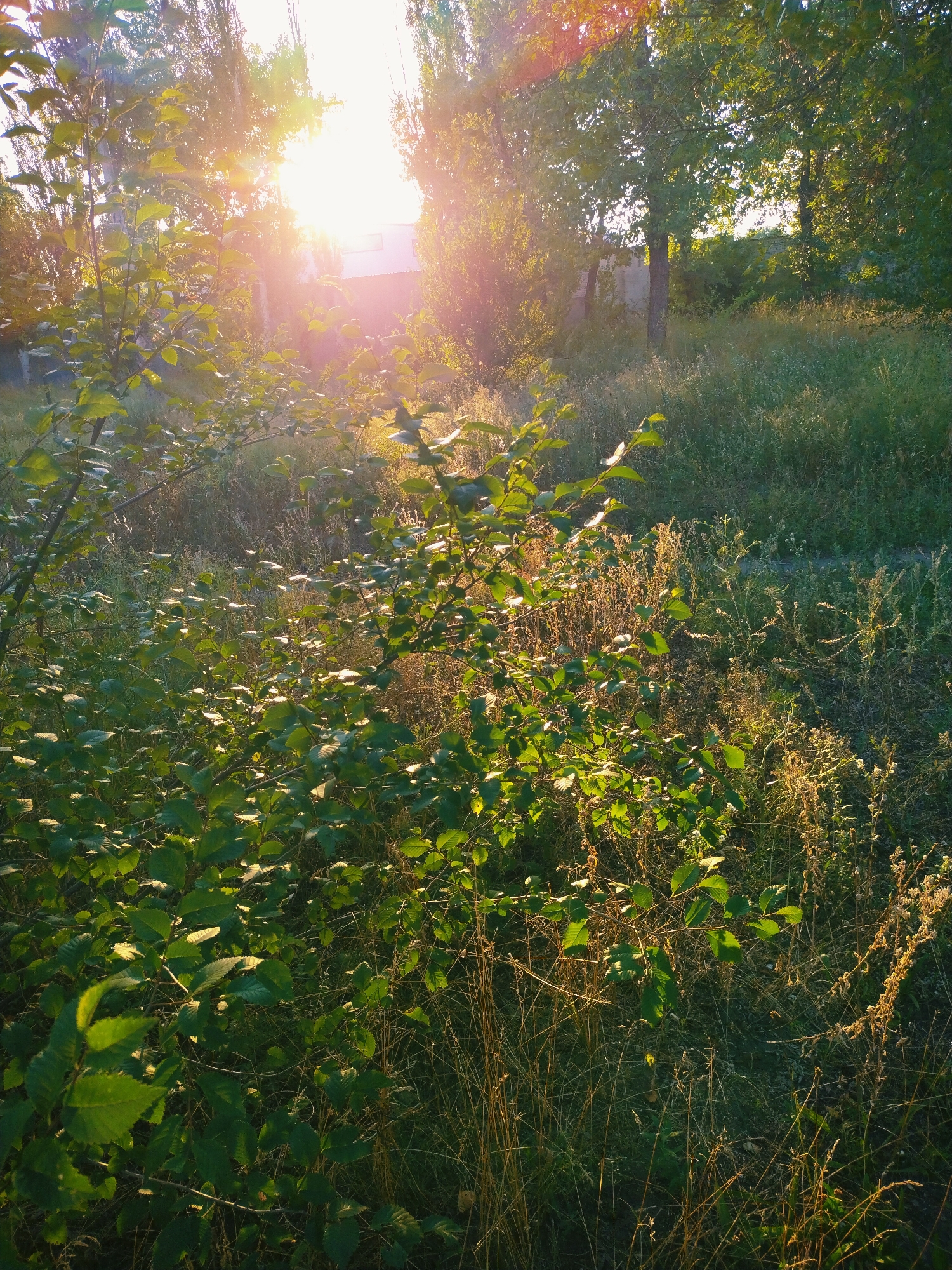 A low-angle, full outdoor shot captures a natural scene illuminated by the warm, golden light of a setting or rising sun. The sun's rays, partially obscured by trees, cast a strong lens flare across the upper left quadrant of the image. In the foreground, a lush, green bush with broad leaves is prominently featured, its foliage backlit by the sun, creating a luminous effect. The bush is situated amidst dry, yellowed grasses and thin, reedy plants, suggesting an uncultivated or overgrown area.
Behind the bush, the landscape opens up to reveal more trees with green canopies and a building with a light-colored facade and dark window frames, possibly a house or other structure. The area appears to be a transitional zone between natural growth and human habitation, possibly on the outskirts of a residential area. The overall impression is one of natural beauty bathed in the atmospheric glow of the sun. The location is the city of Horishni Plavni, Ukraine.