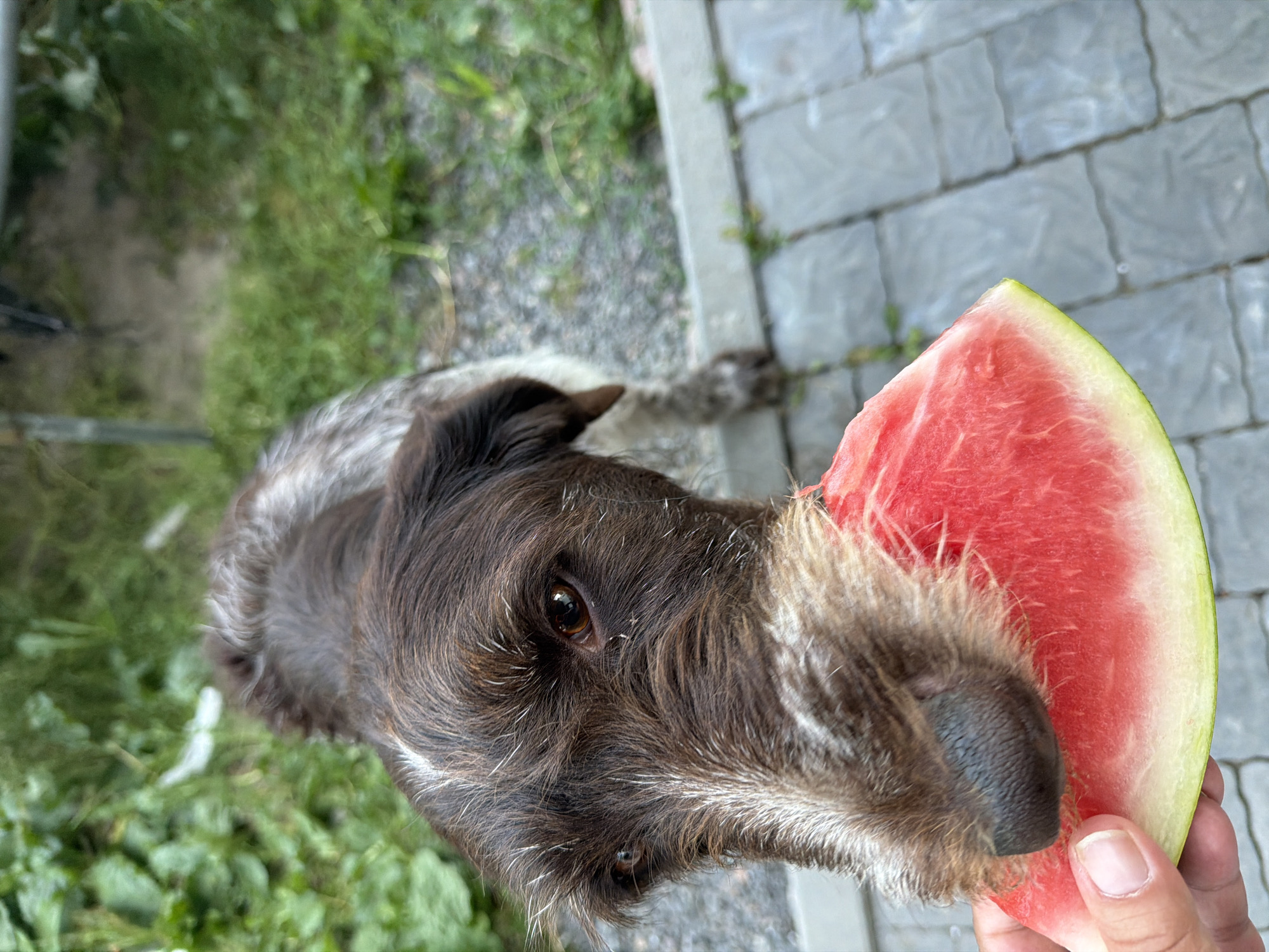 A brown and white wirehaired dog is being offered a slice of watermelon in an outdoor setting. The dog's nose and muzzle are touching the watermelon, suggesting it is about to eat it. The dog has brown fur with white markings on its face and chest. The watermelon is a bright pinkish-red color with a green rind. The background appears to be a yard with green grass and plants, and a paved walkway. The image was taken in Kamianka-Buzka, Ukraine.
