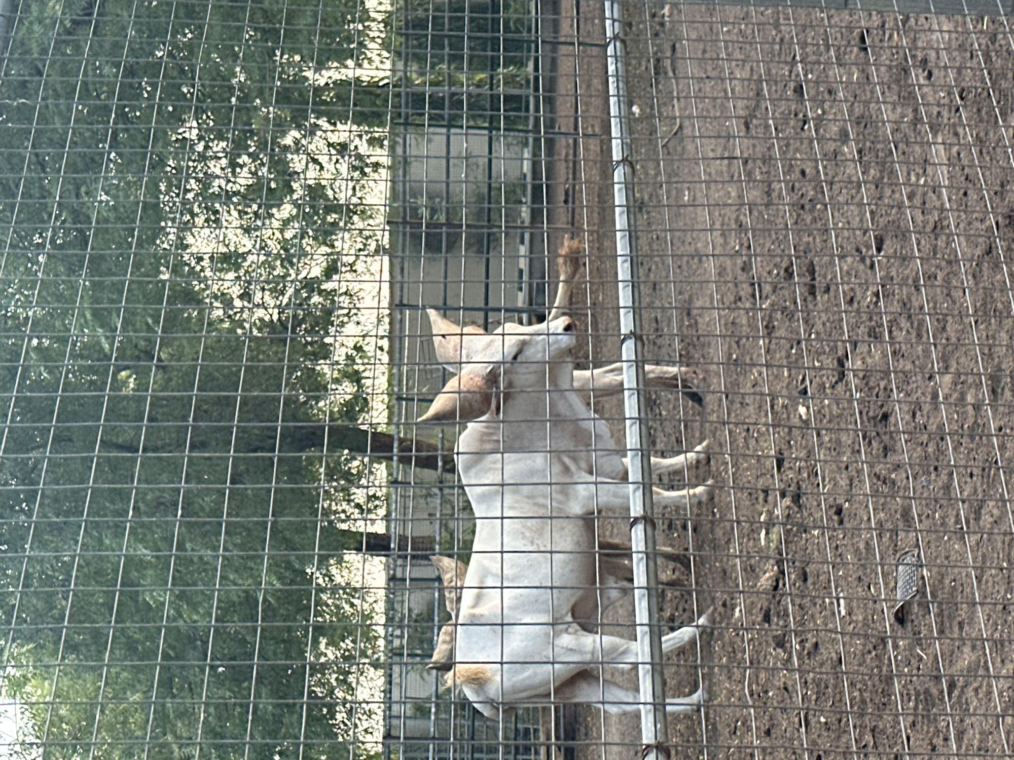 In an outdoor enclosure, likely near Muhammadu Dikko Stadium in Nigeria, two white zebu cattle are visible behind a chain-link fence. The foreground is dominated by the fence and dusty ground. The cattle are the primary subjects, with one in sharper focus in the left half of the image, facing left with its head turned slightly. It has prominent horns and a light brown patch of fur on its rump. A second zebu, partially obscured, stands to its right. In the background, more fencing and trees are visible. The lighting suggests it is daytime, possibly late afternoon, with sunlight filtering through the trees.
