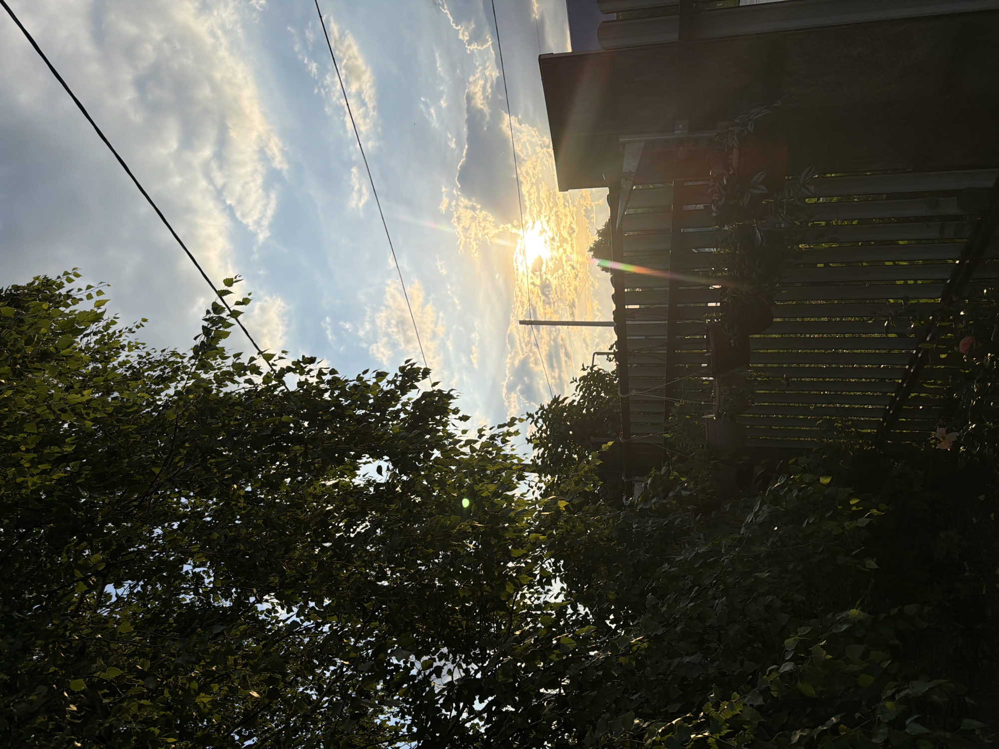 In Sukhodol, Russia, a treeline of dark green foliage dominates the left side of the frame. Beyond it, a wooden fence with vertical planks stretches across the midground. The sky, filled with scattered clouds, is illuminated by the setting sun, which creates a radiant glow and a lens flare effect. Electrical wires are visible against the sky in the upper portion of the image.